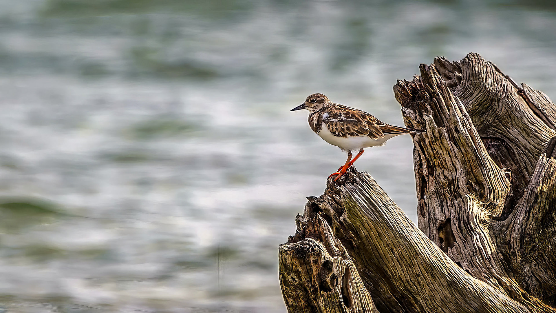 Steinwälzer (Schlichtkleid) / ruddy turnstone