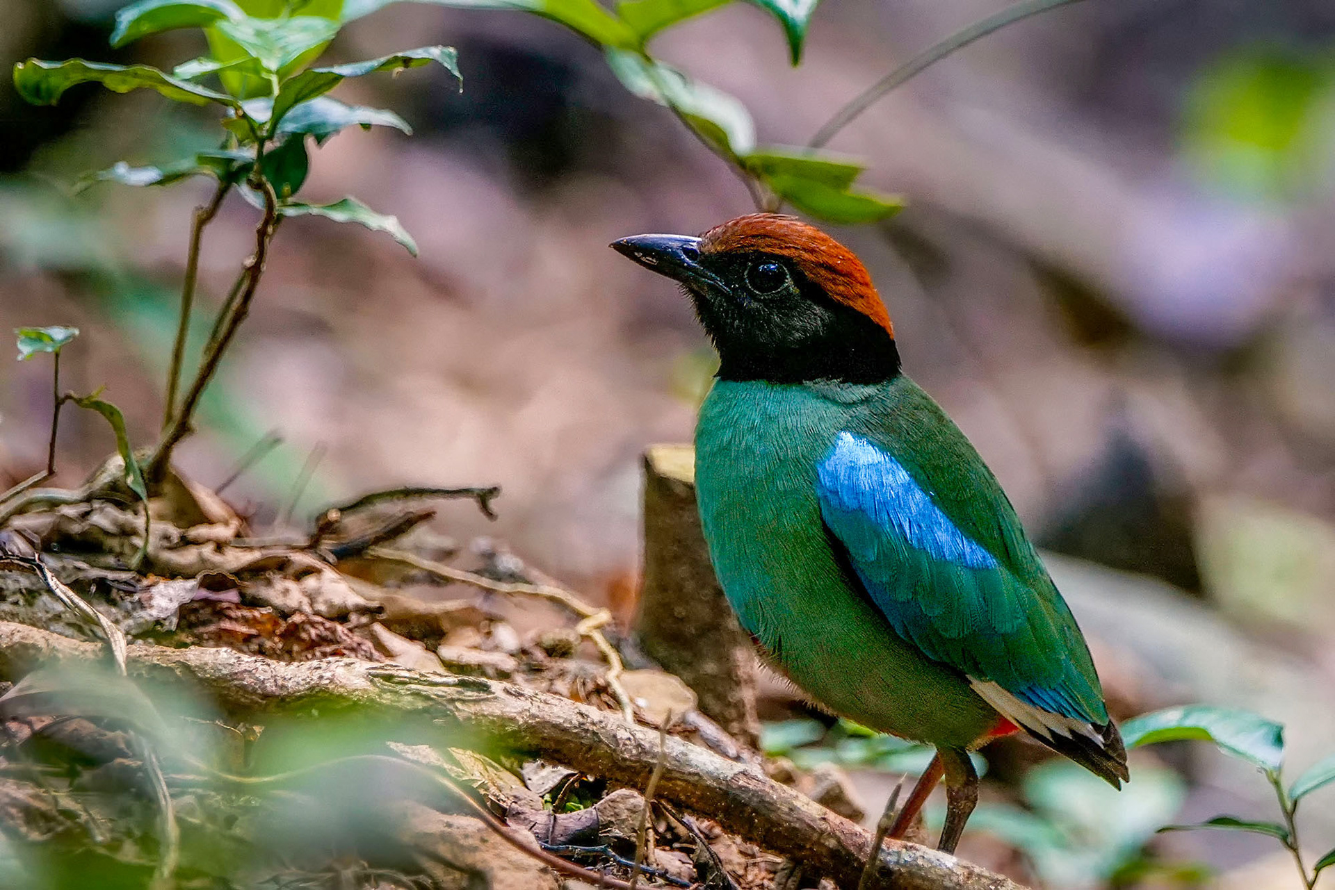 pitta sordida