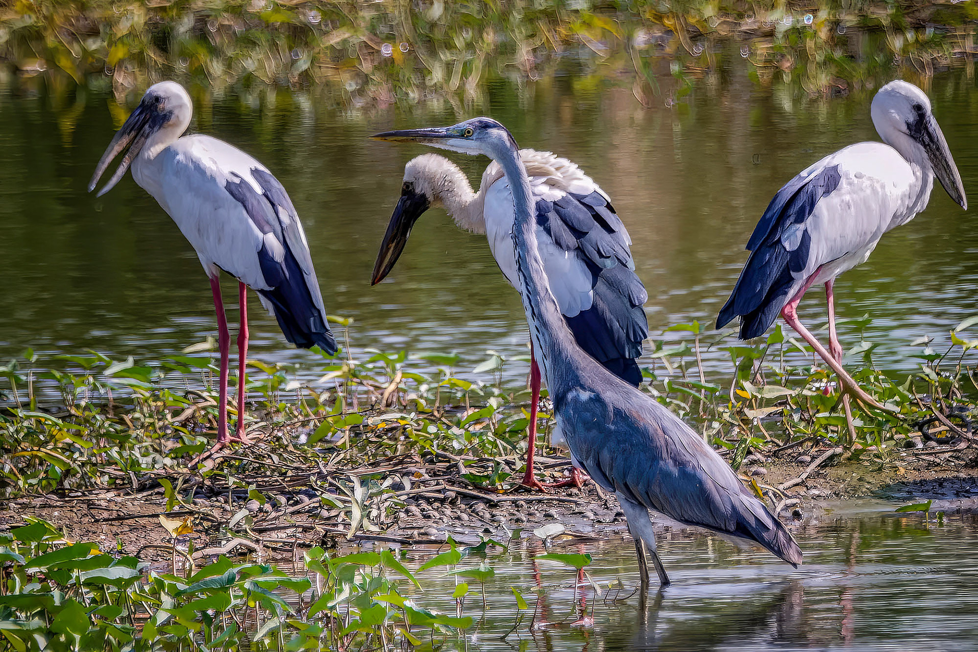 Graureiher mit Silberklaffschnabel / Asian openbill