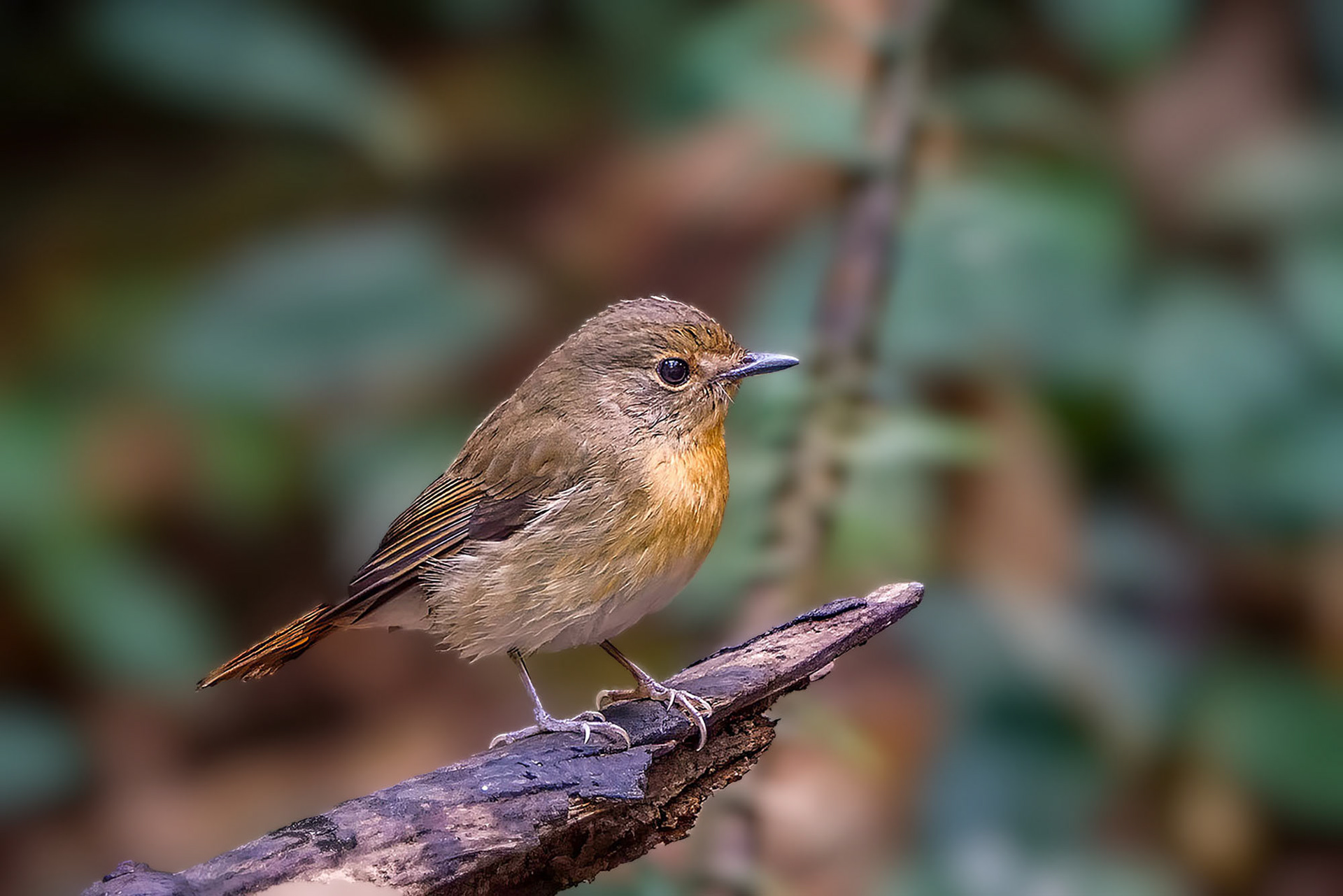 Blaukehlschnäpper (F) / Blue-throated blue flycatcher - Chinese blue flycatcher