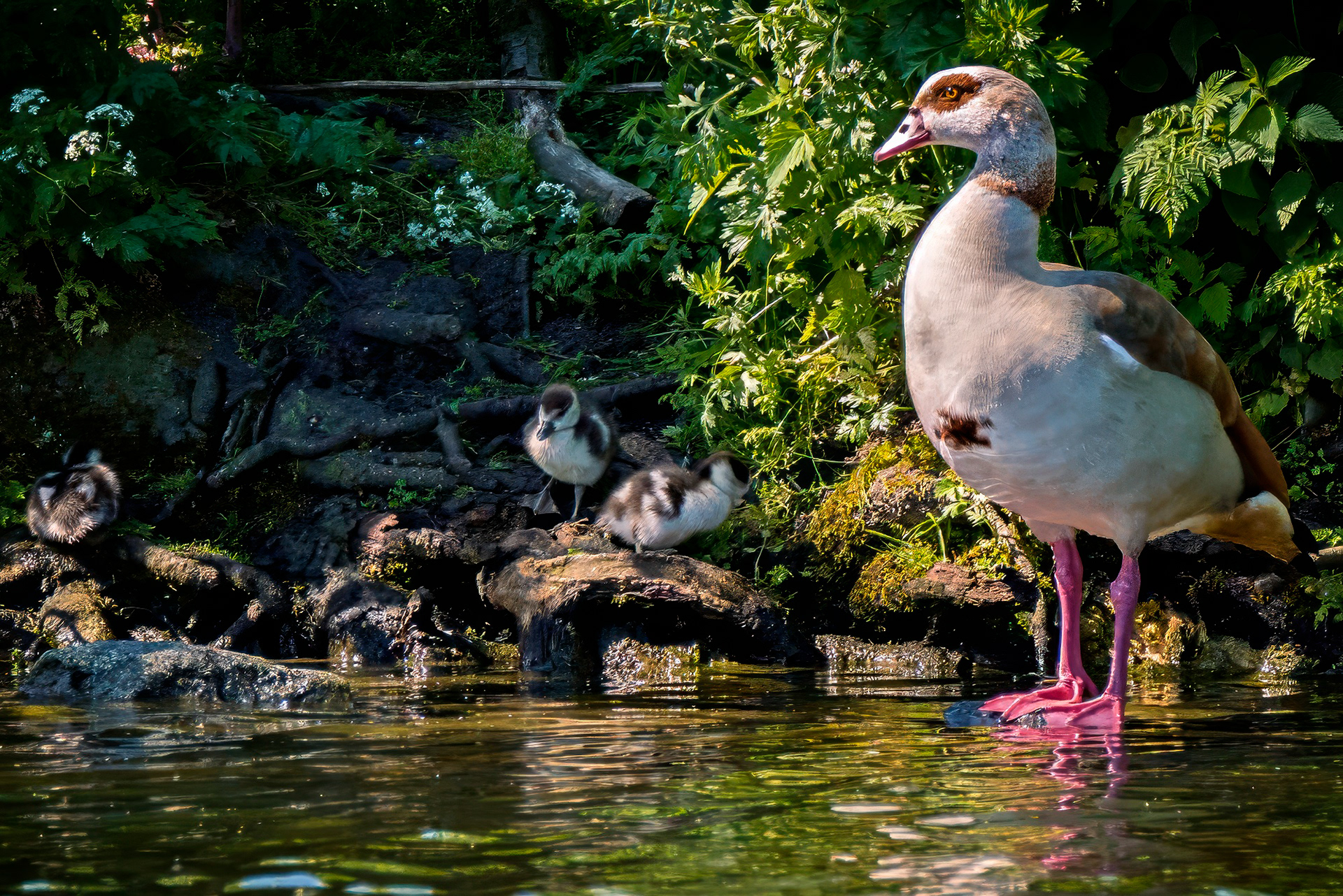 Nilgans mit Jungen