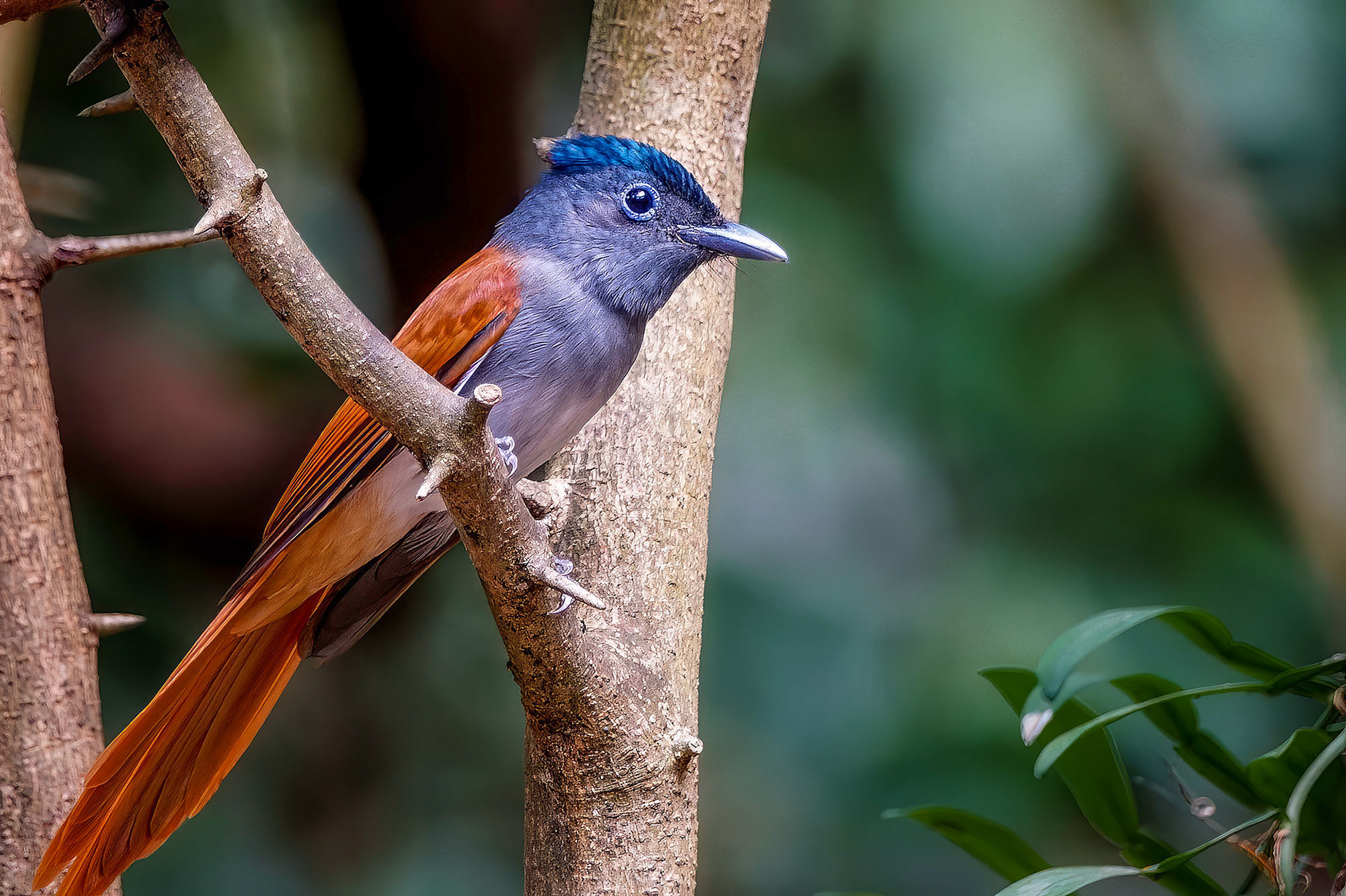 Asiatischer Paradiesschnäpper - Hainparadiesschnäpper (F) / Asian Paradise Flycatcher