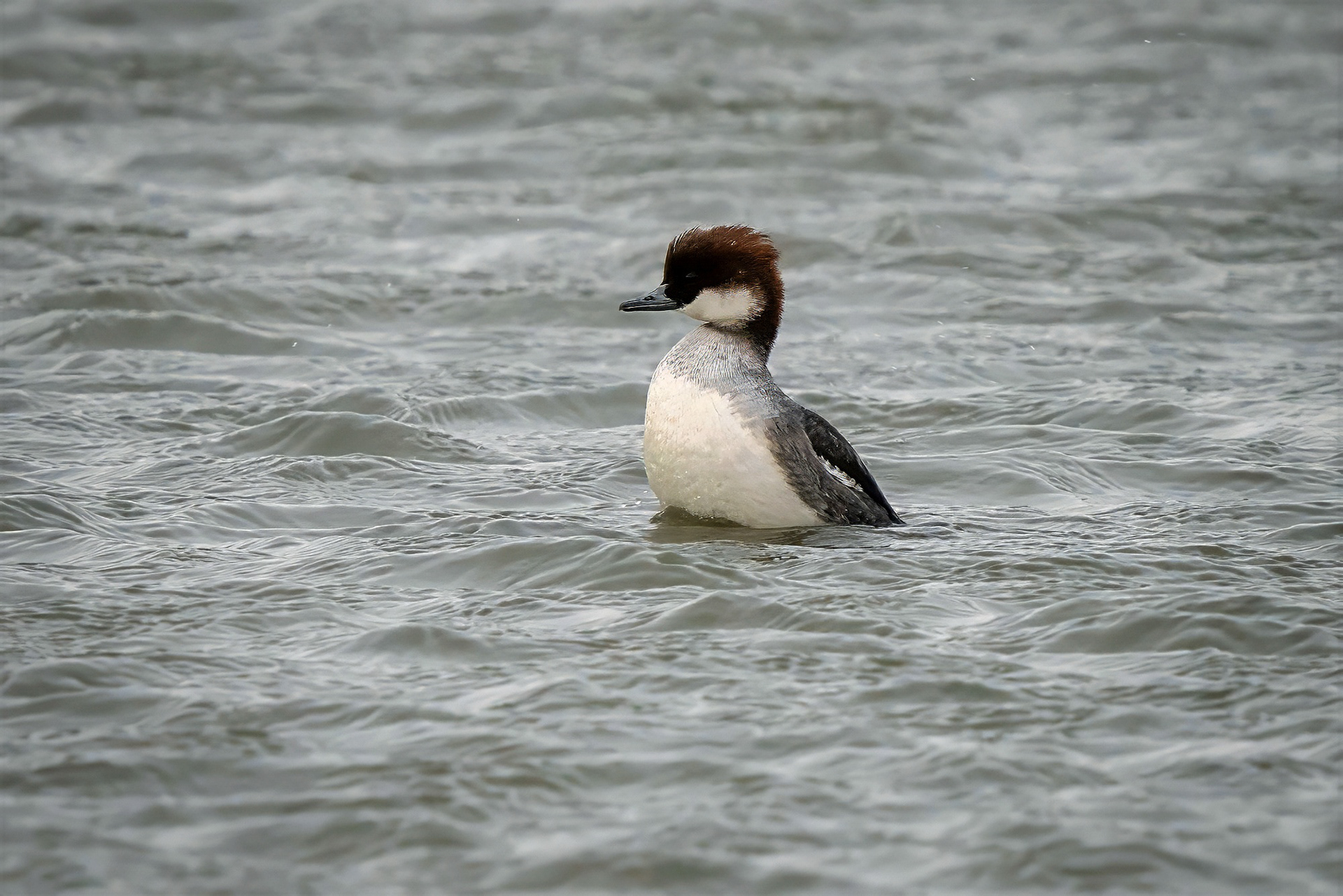 Zwergsäger, female