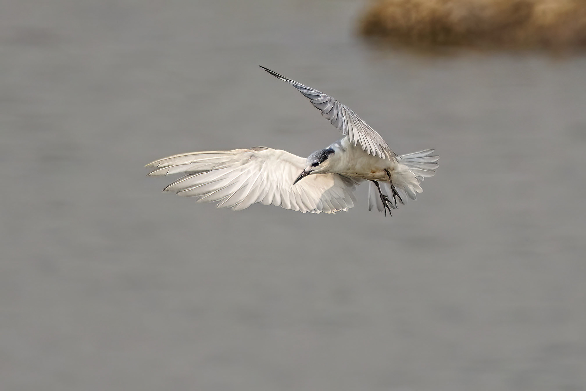 Weißbart-Seeschwalbe / whiskered tern