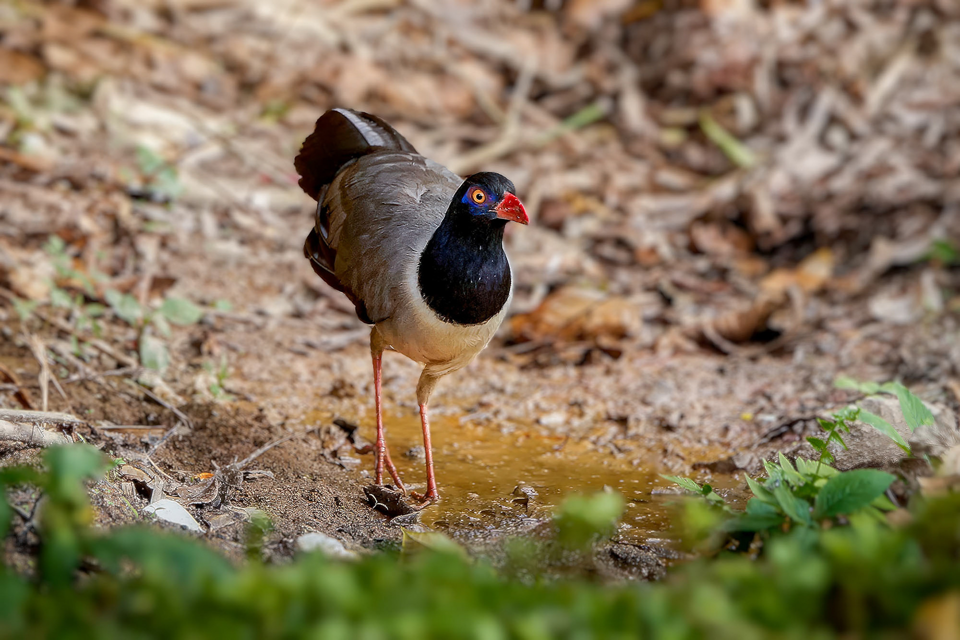 Korallenschnabelkuckuck