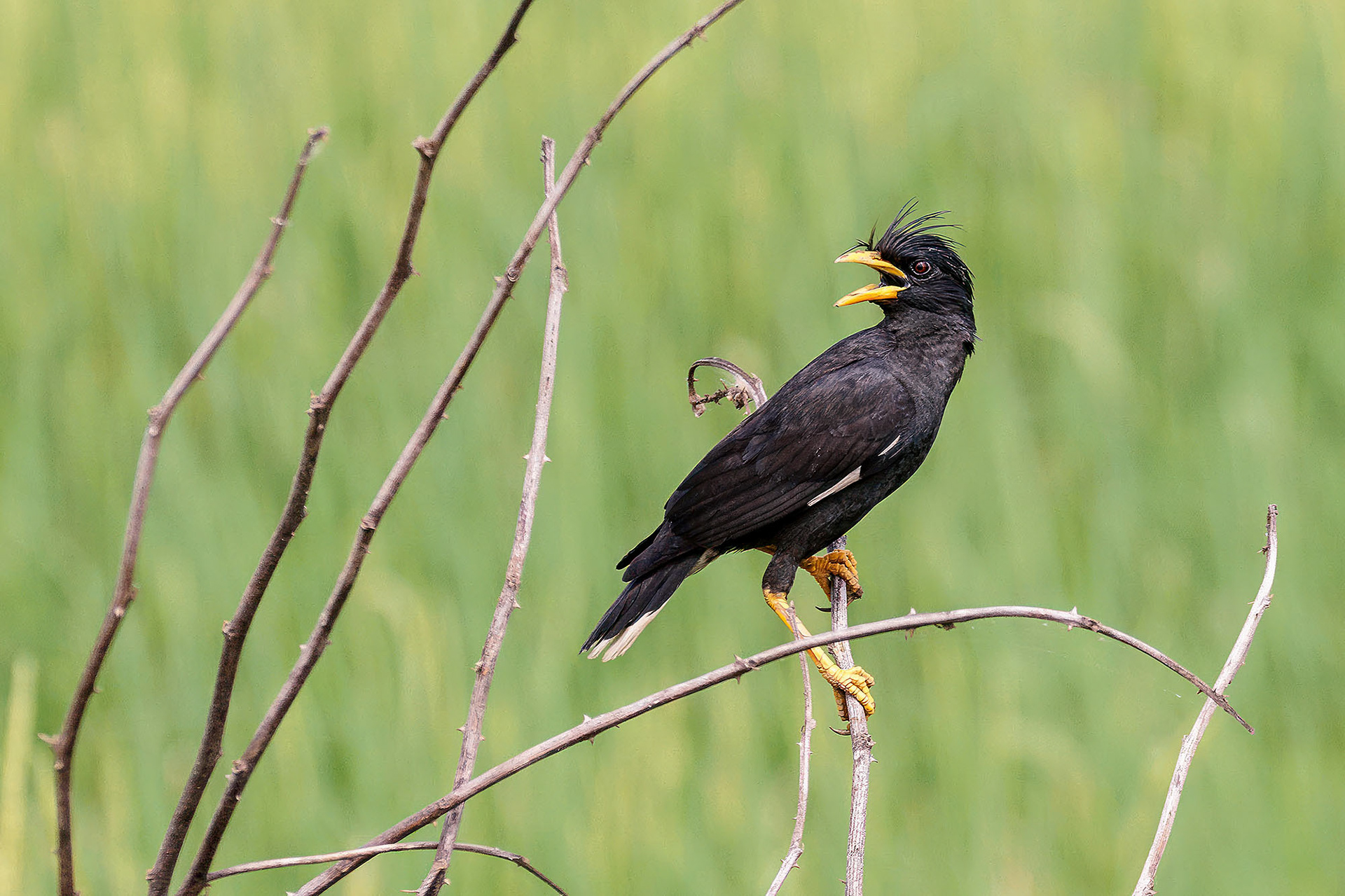 Java Maina / White-vented Myna or Java Myna