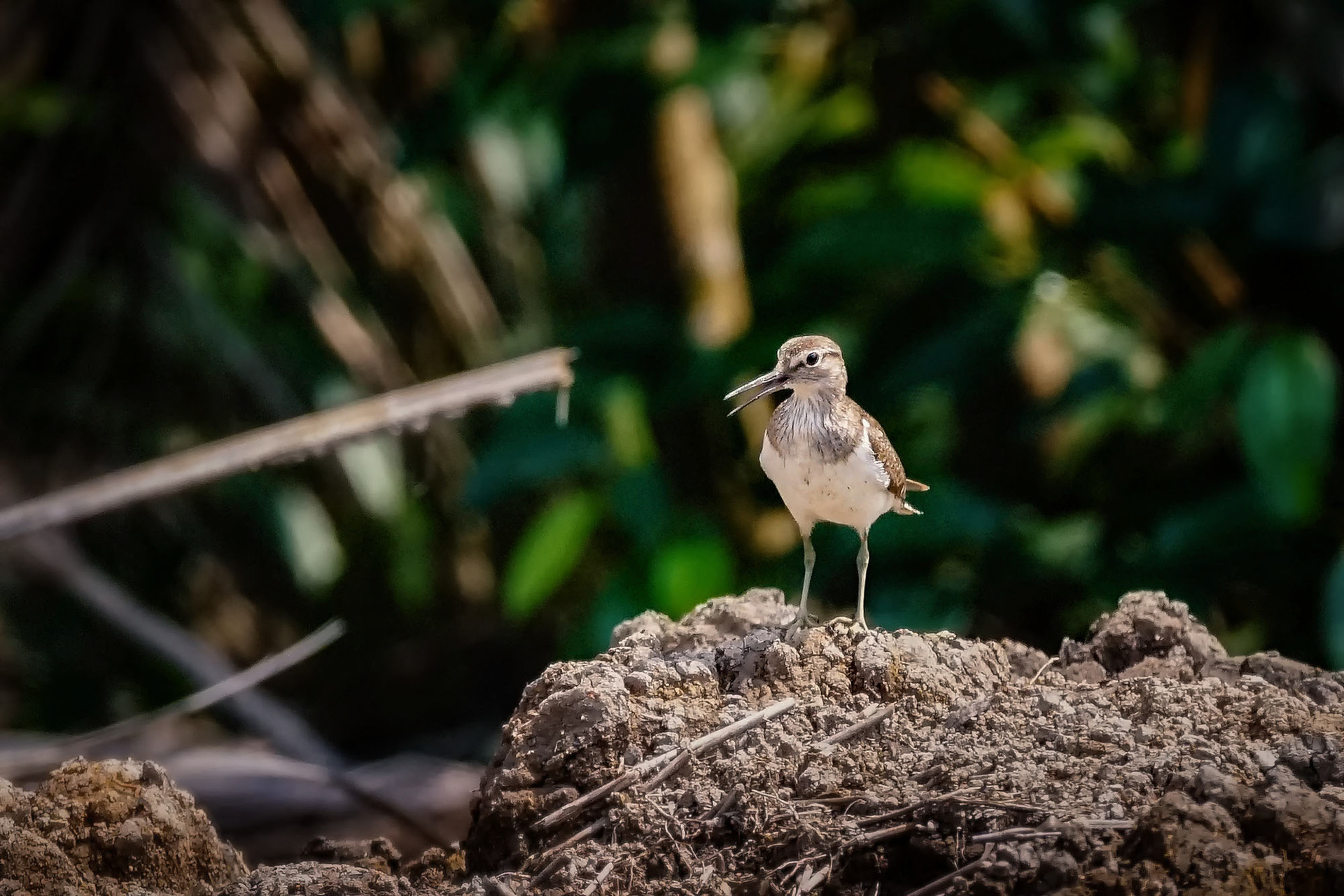 Flussuferläufer / common sandpiper