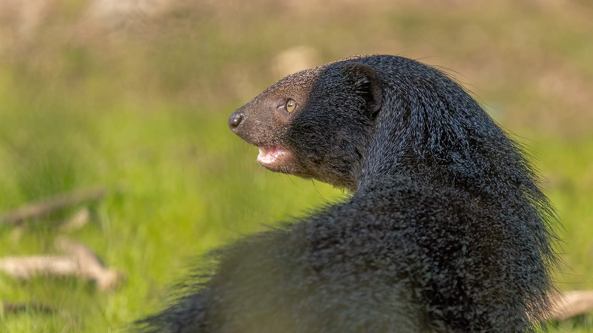 Ichneumon, auch bekannt als Ägyptischer Mungo oder Buschteufel