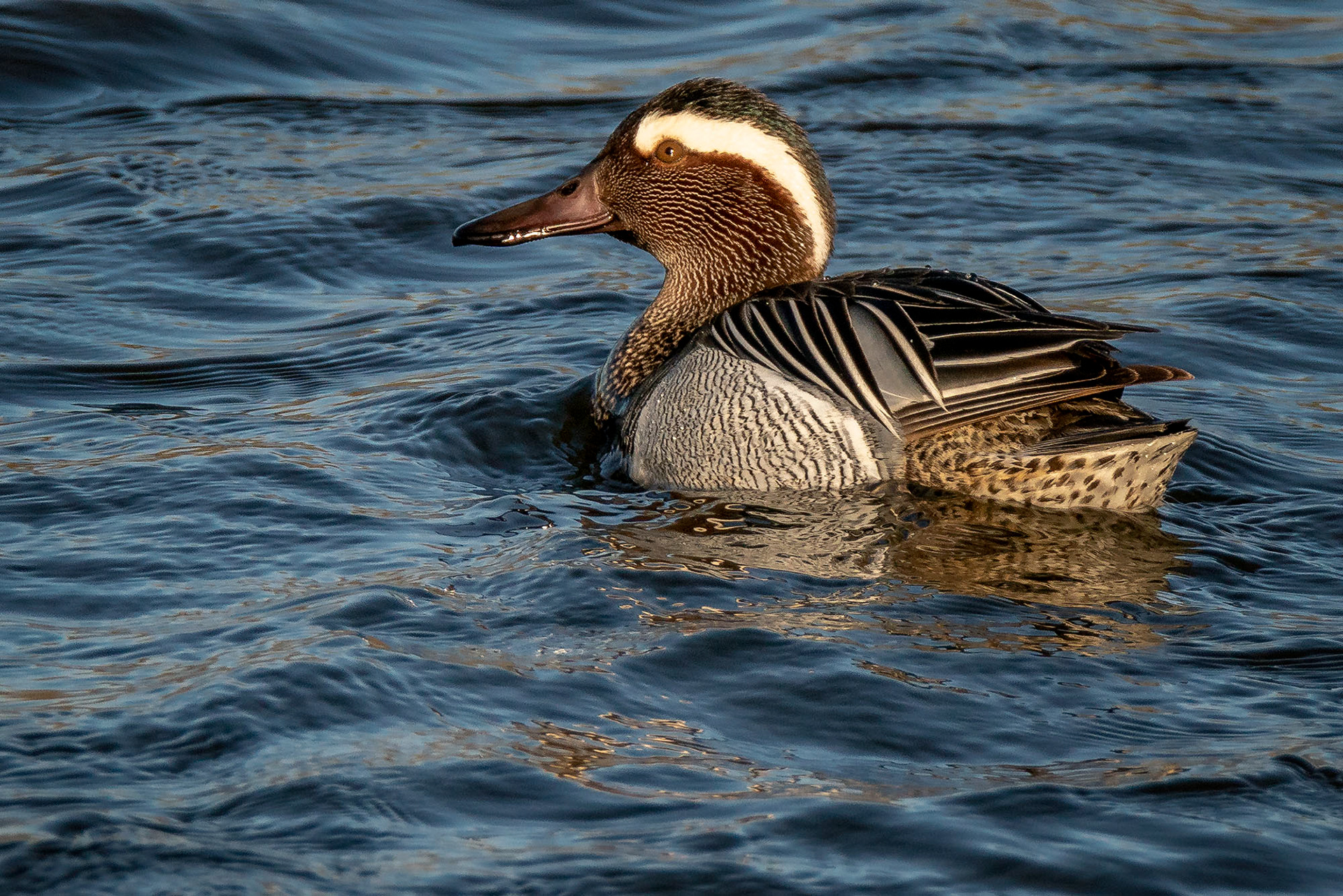 Knäkente male