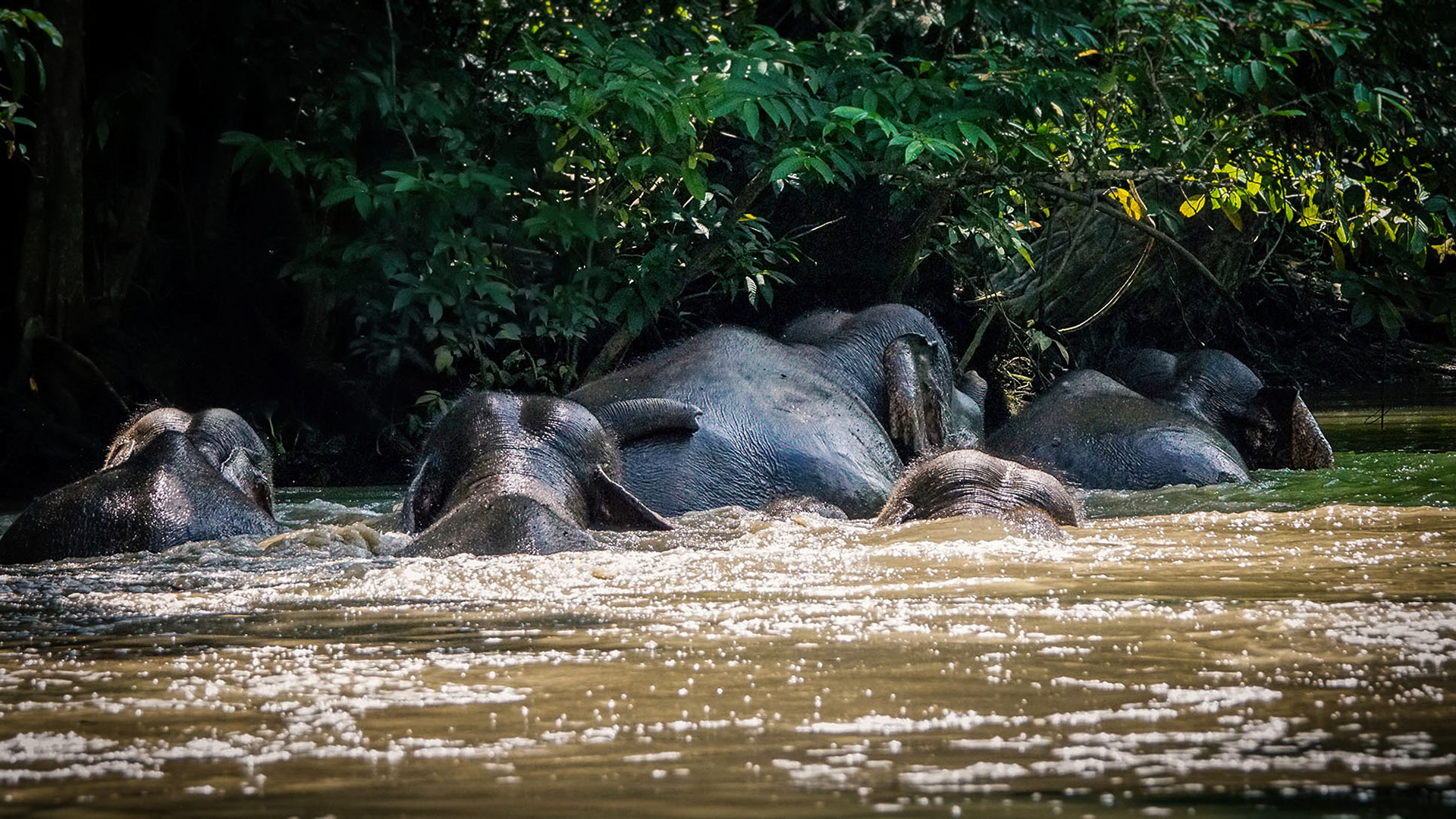 Flussüberquerung am Kinabatangan