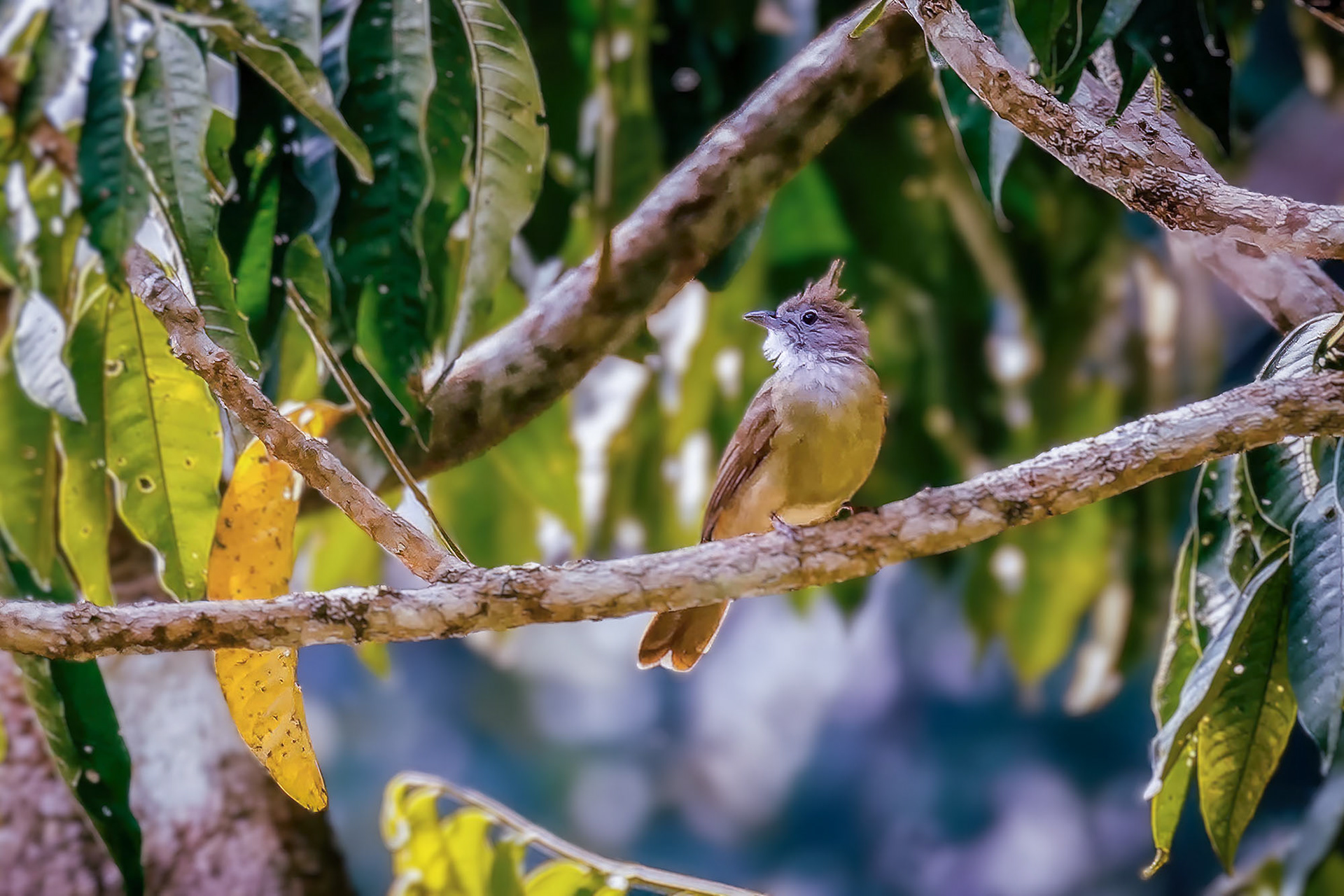 Blassbauch-Haubenbülbül