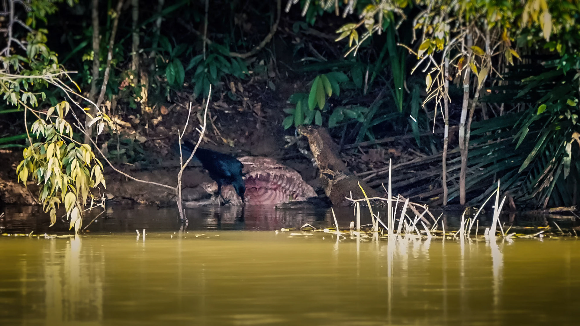 Ein Wassermonitor und eine Dickschnabelkrähe fressen die Reste der Beute