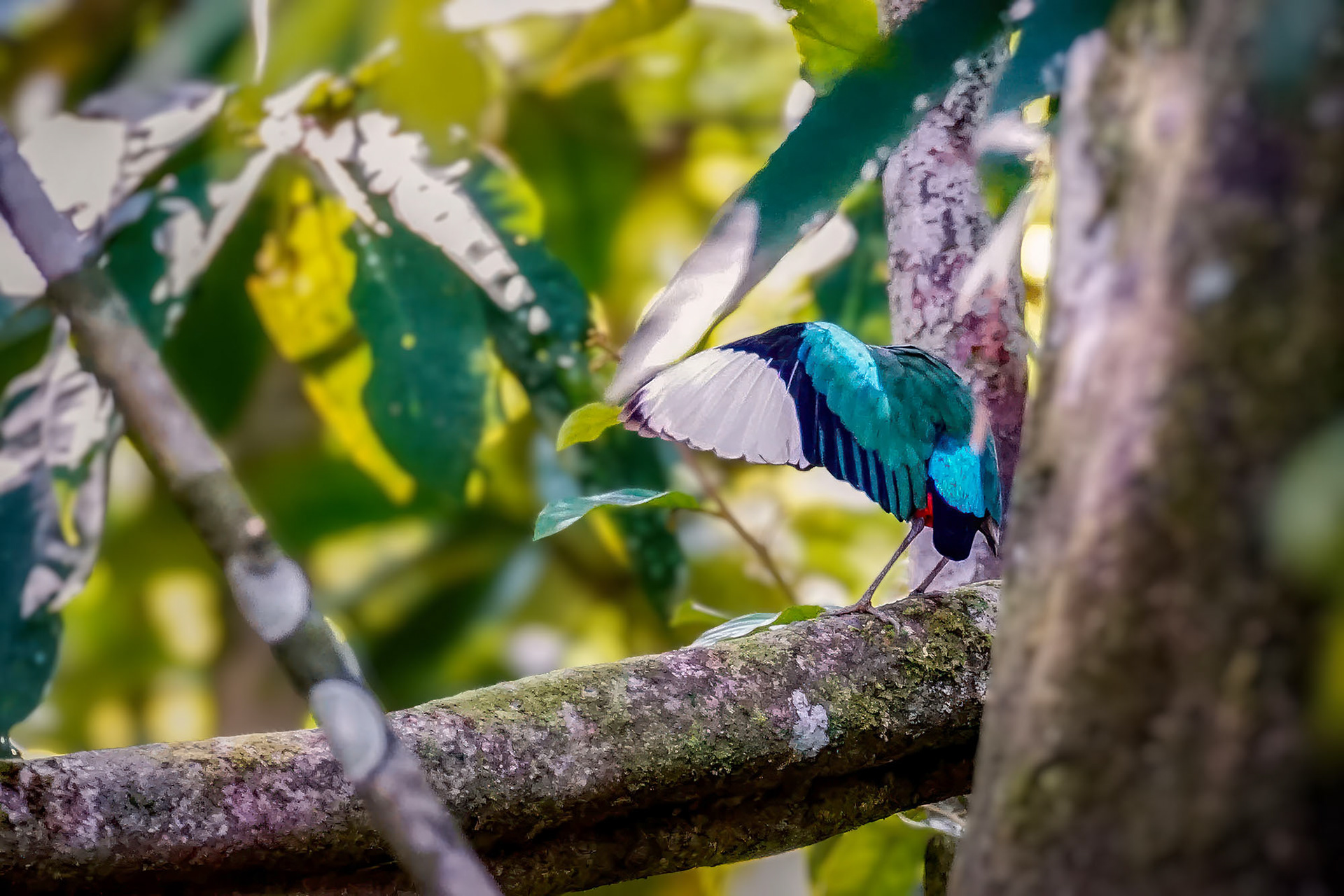pitta sordida mulleri