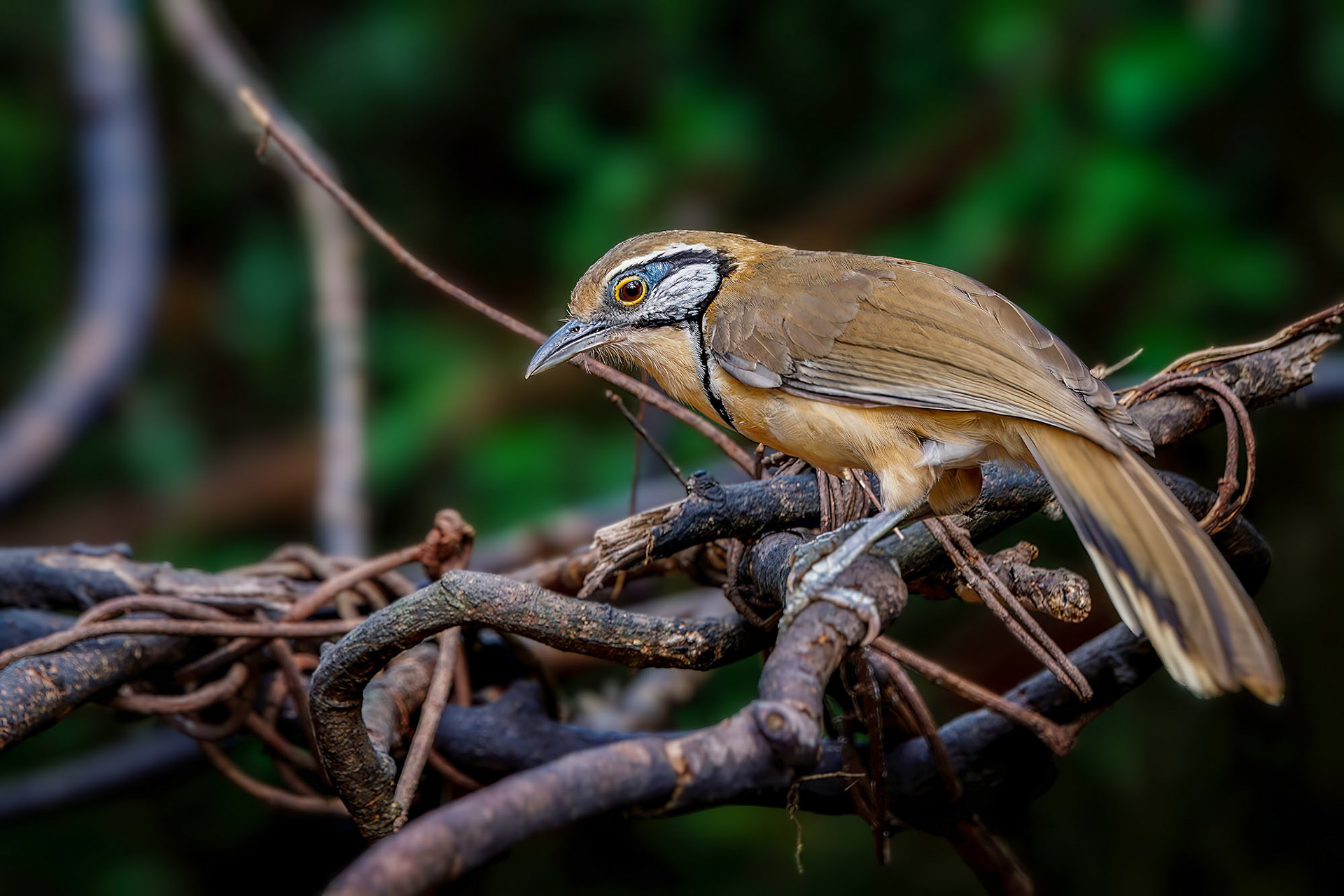 Brustbandhäherling / Greater Necklaced Laughingthrush