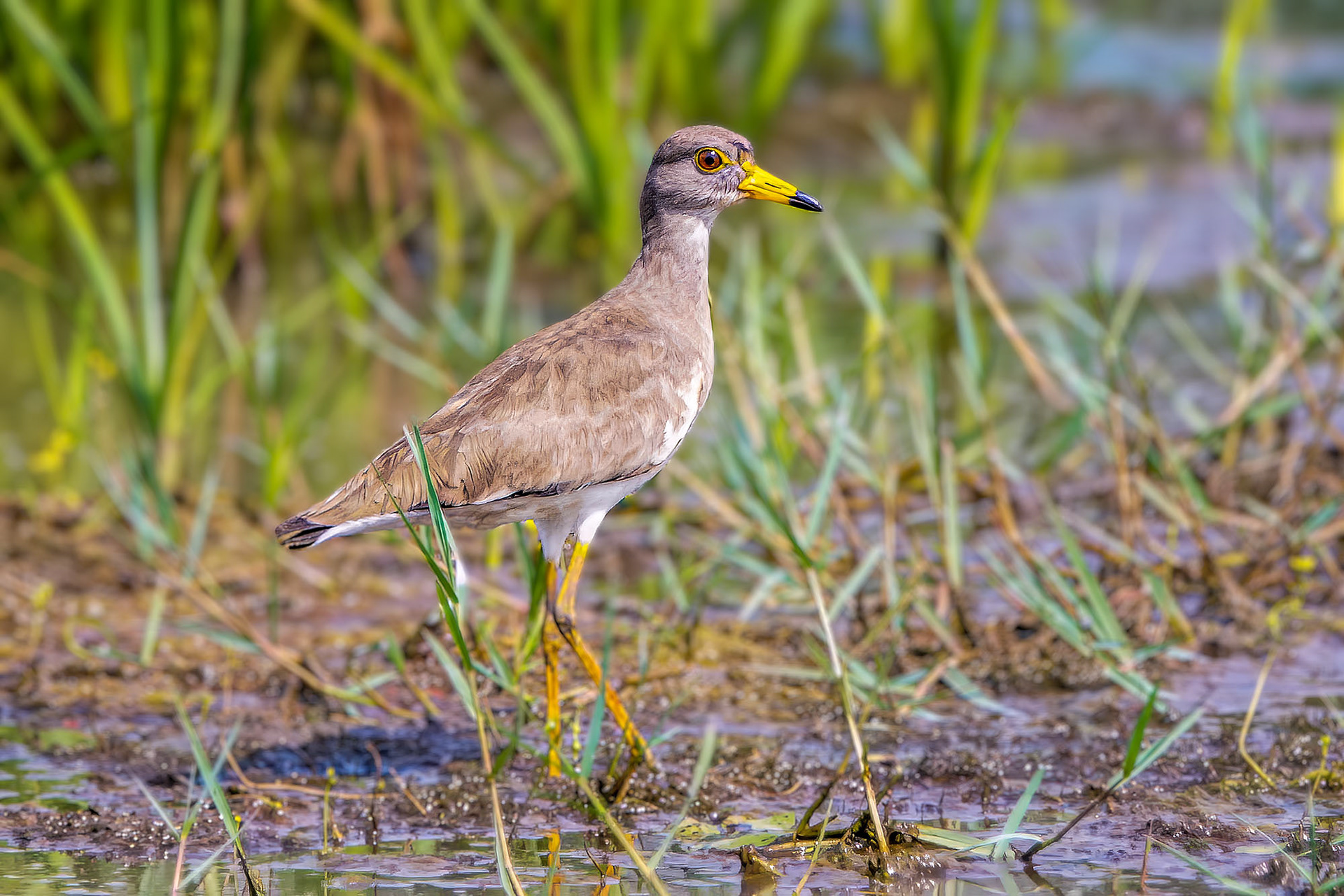 Graukopfkiebitz / grey-headed lapwing