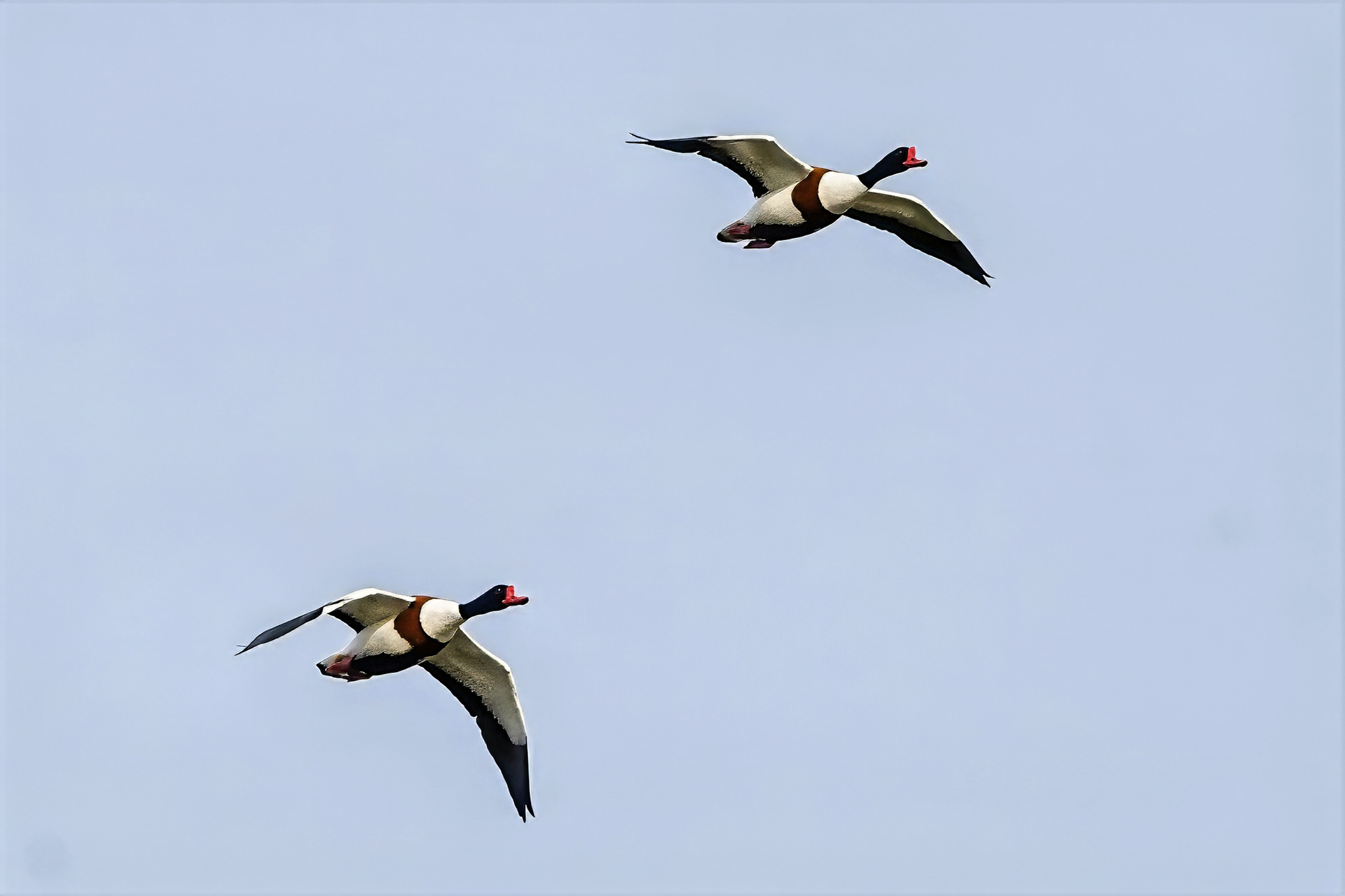 Brandgans, male