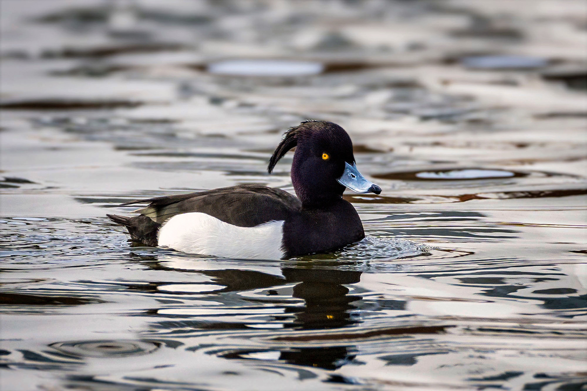 Reiherente, male