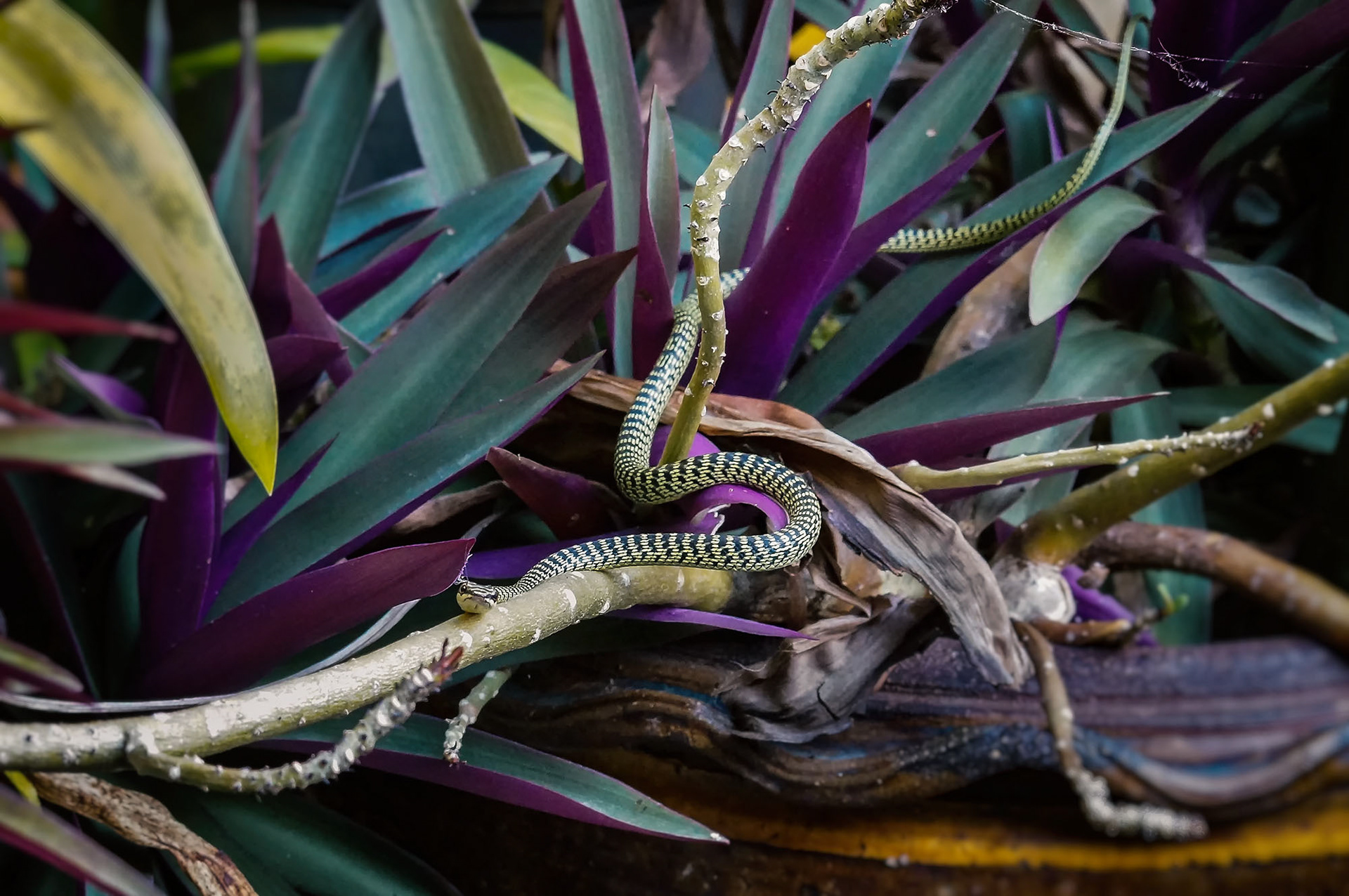 Grüne Schmuckbaumnatter