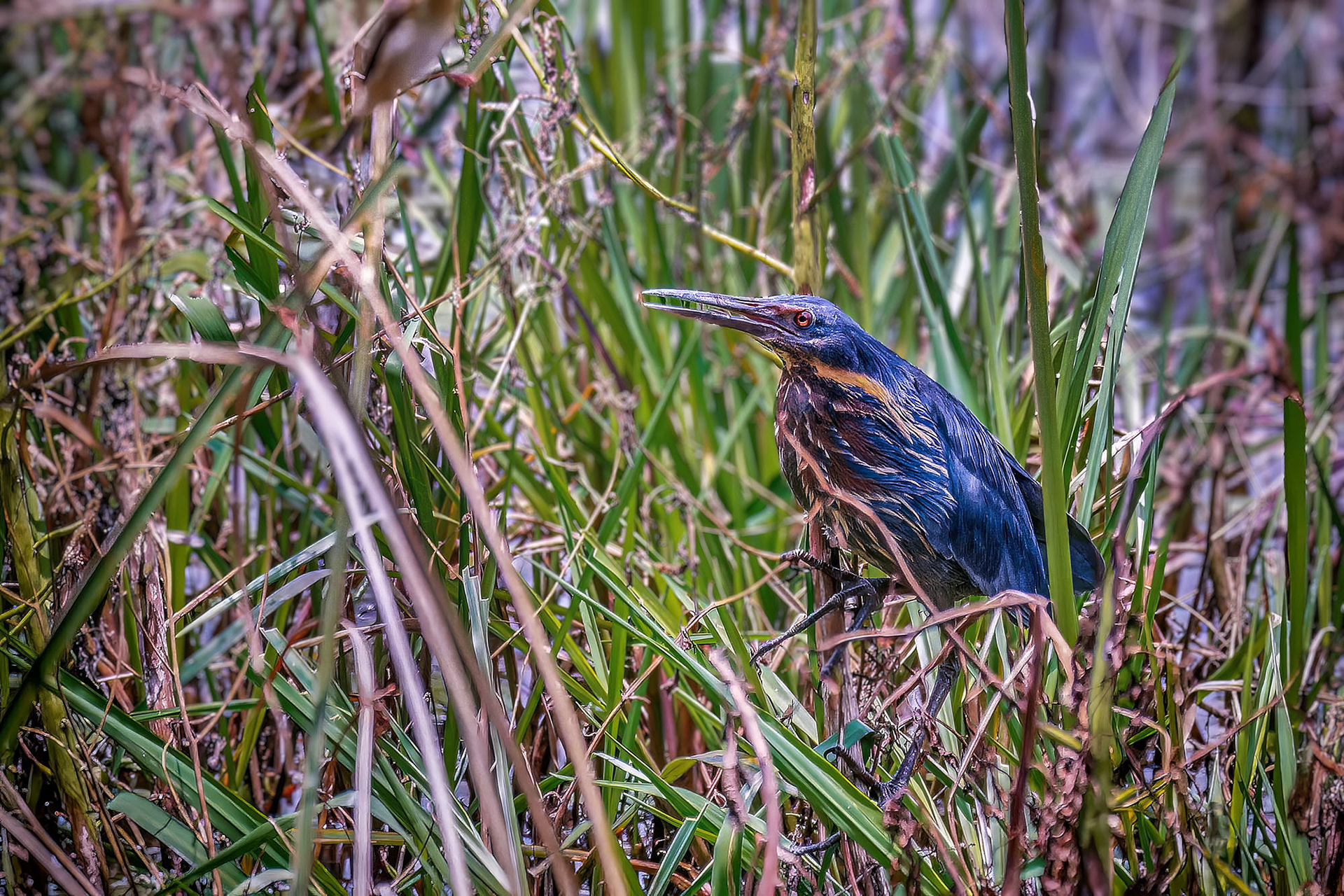 Schwarzdommel (male) / black bittern