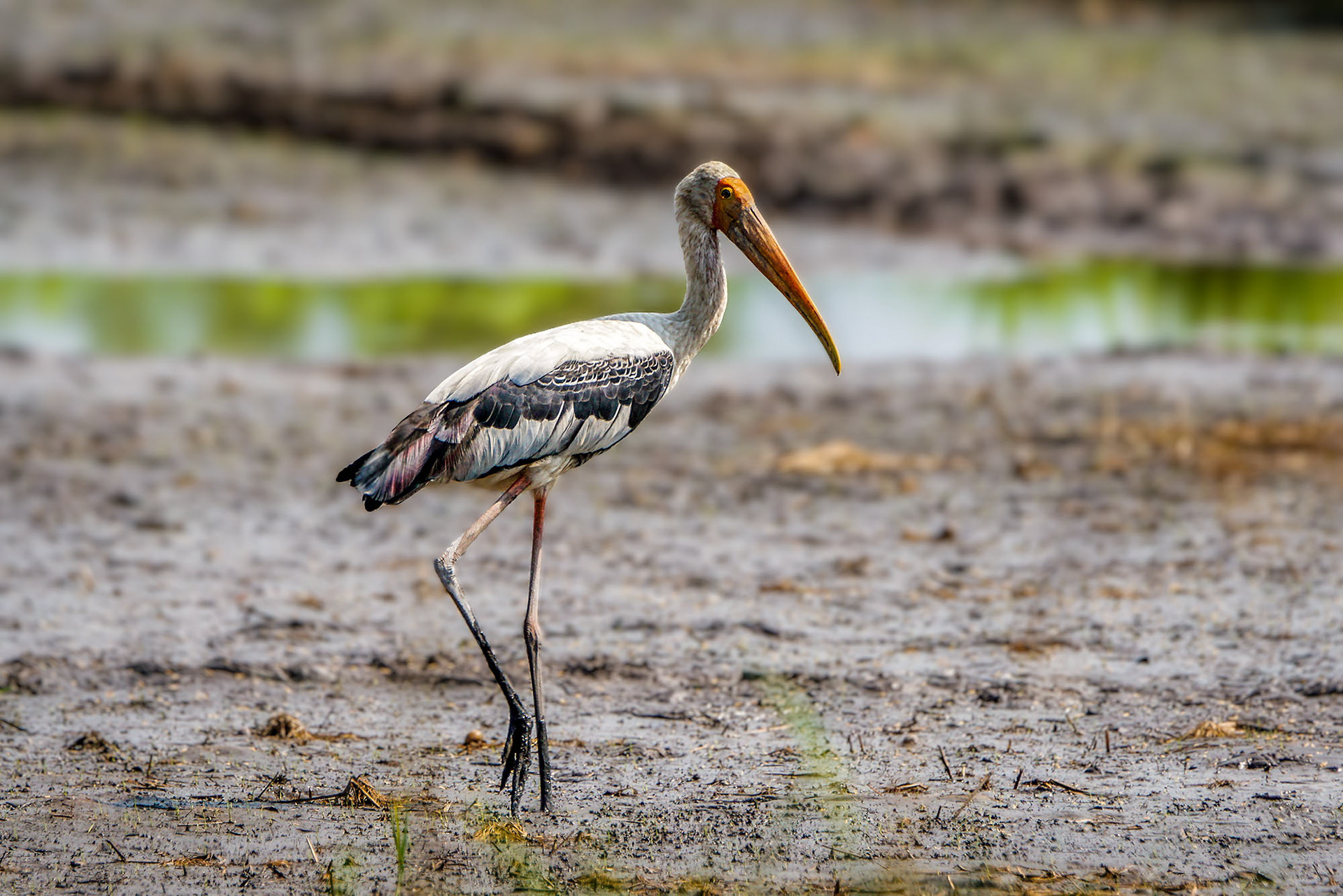 Buntstorch / painted stork