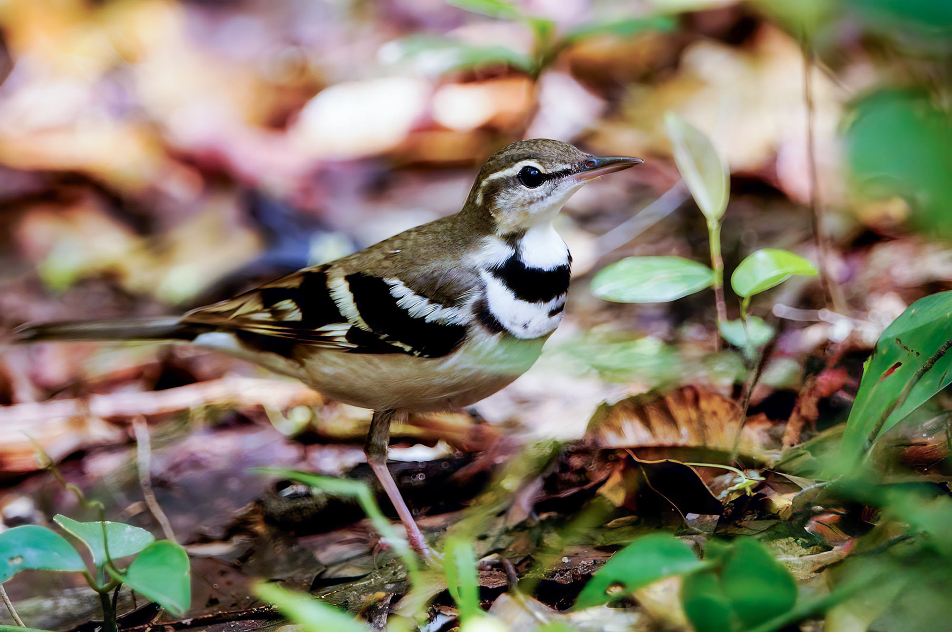 Baumstelze / forest wagtail