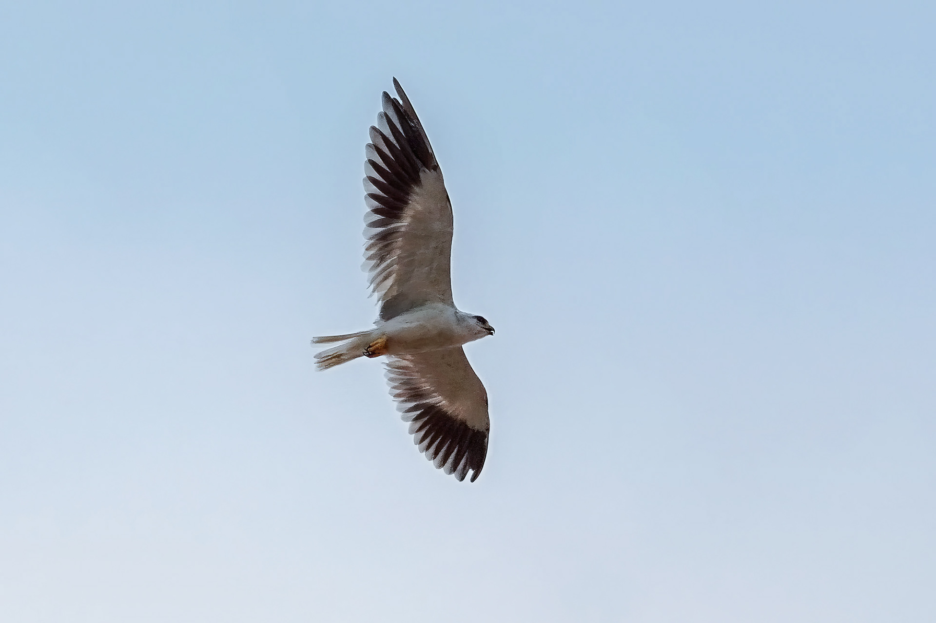 Gleitaar / Black-winged Kite