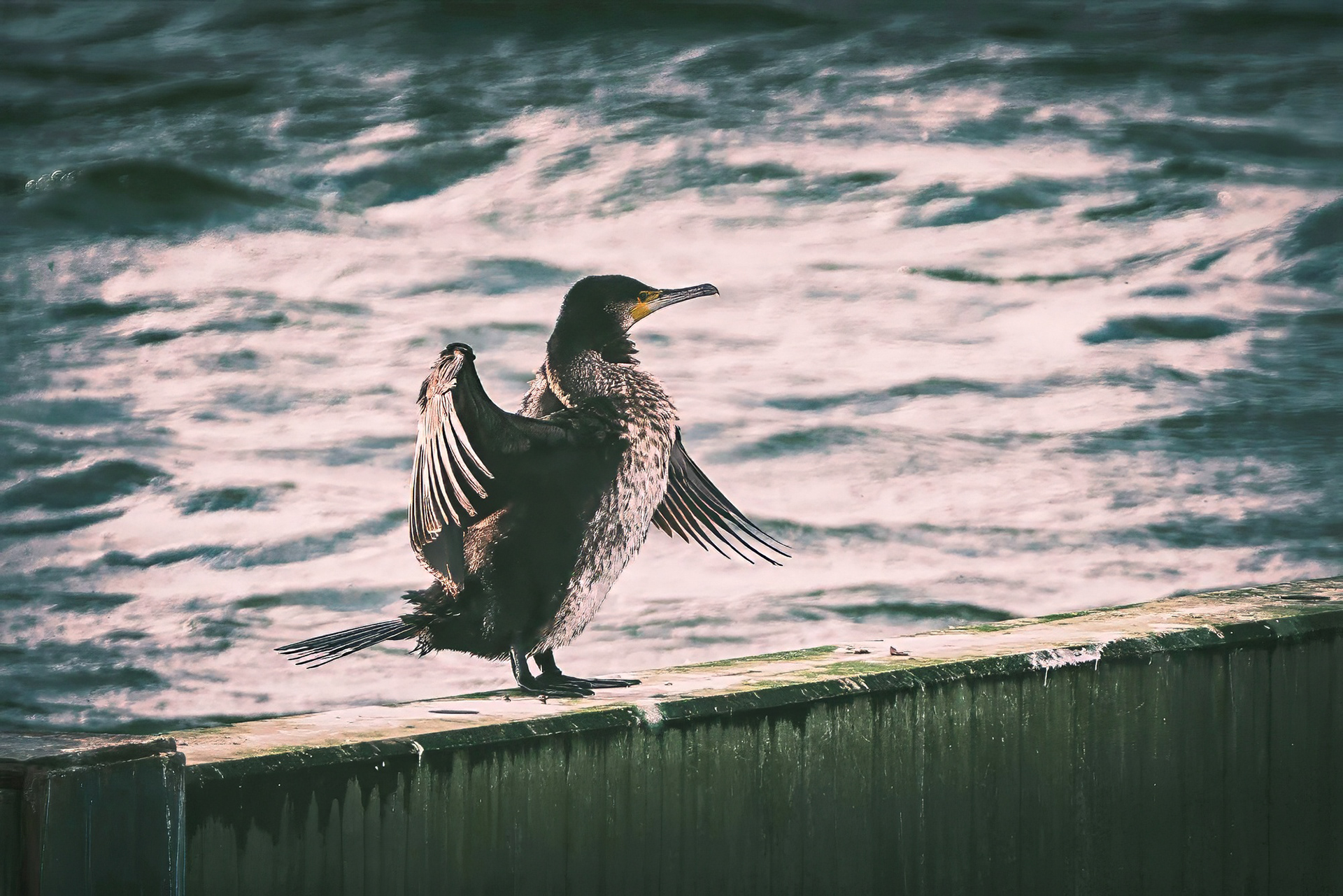 Kormoran trocknet seine Flügel