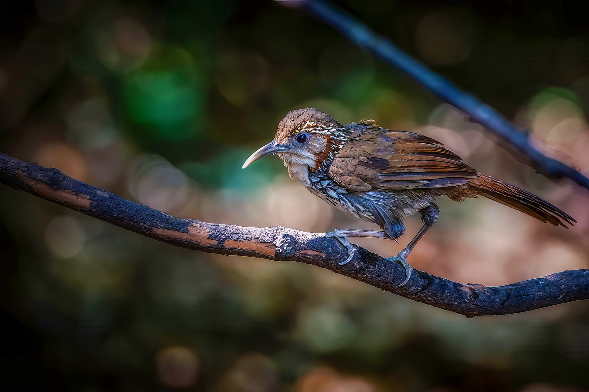 Riesensäbler / Large Scimitar-babbler