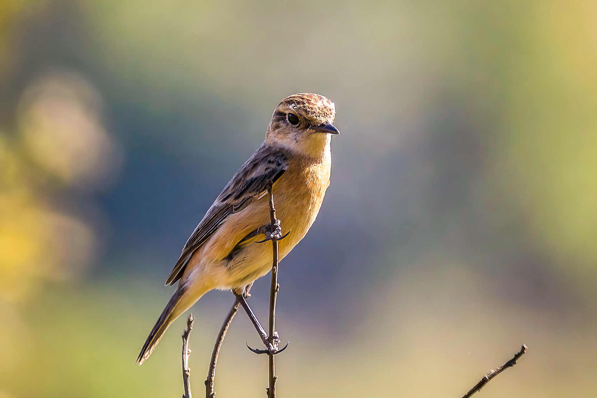 Siberian stonechat or Asian stonechat (Saxicola maurus), female