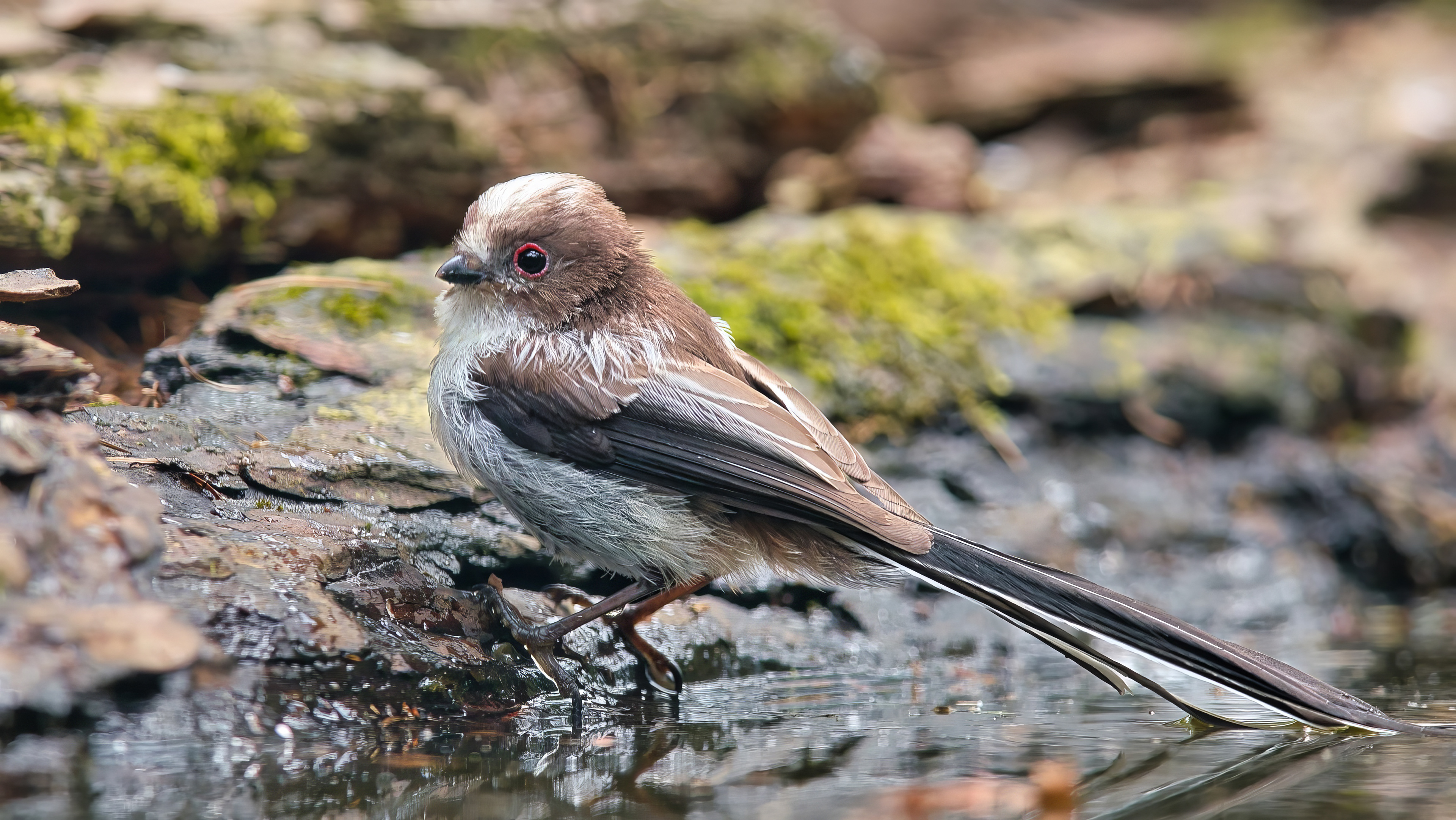 Schwanzmeise (Juv)