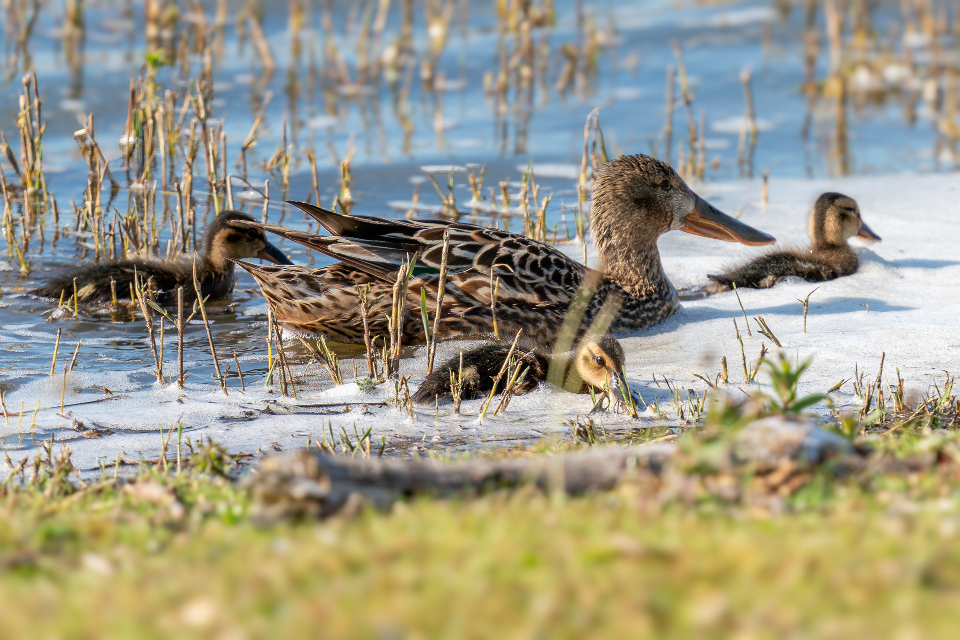 Löffelente, female mit Küken