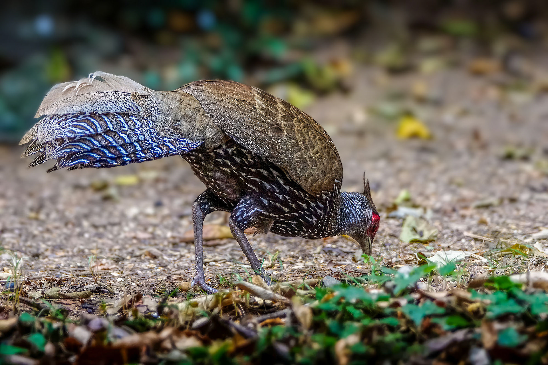 female