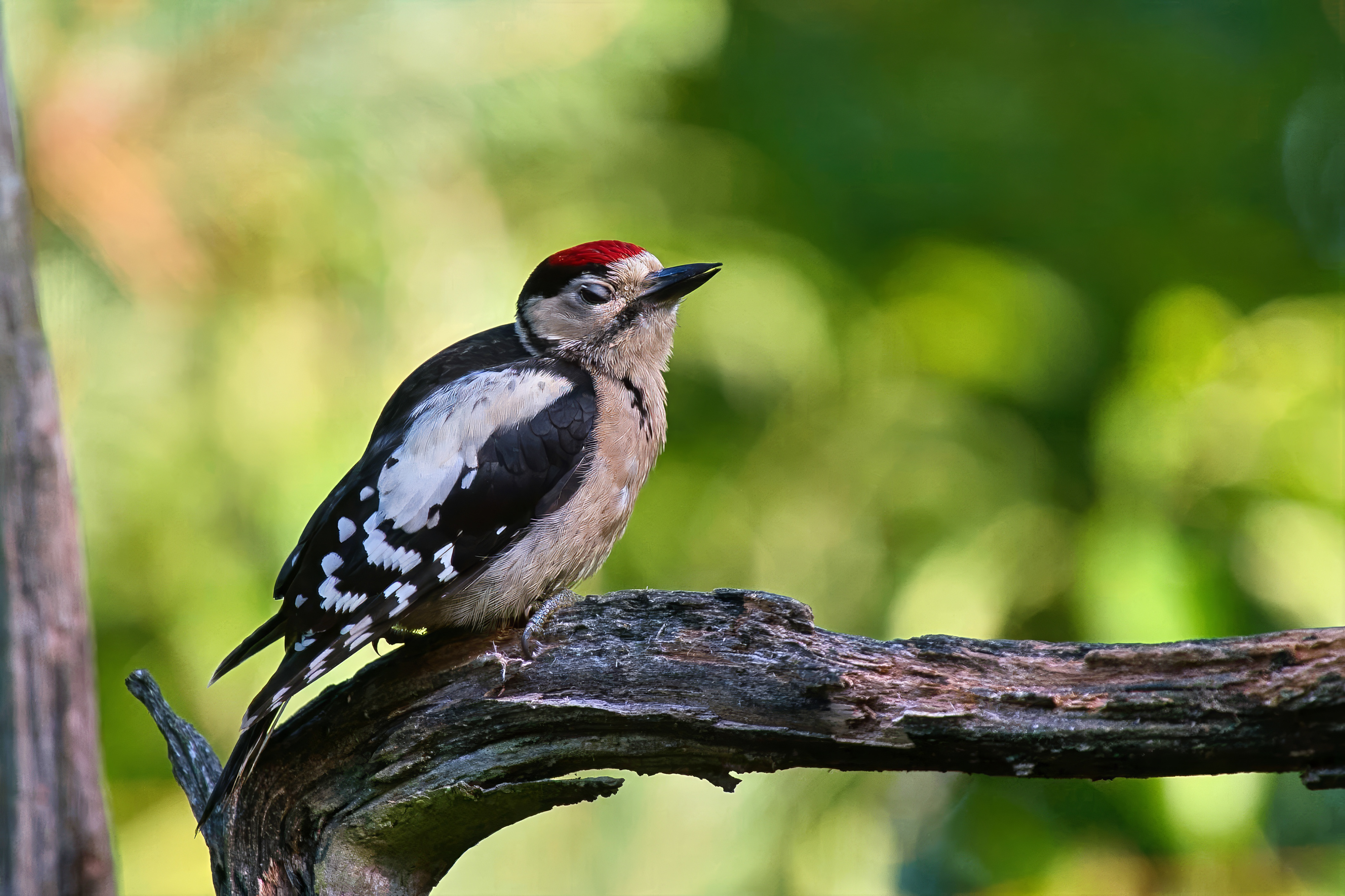 juvenile