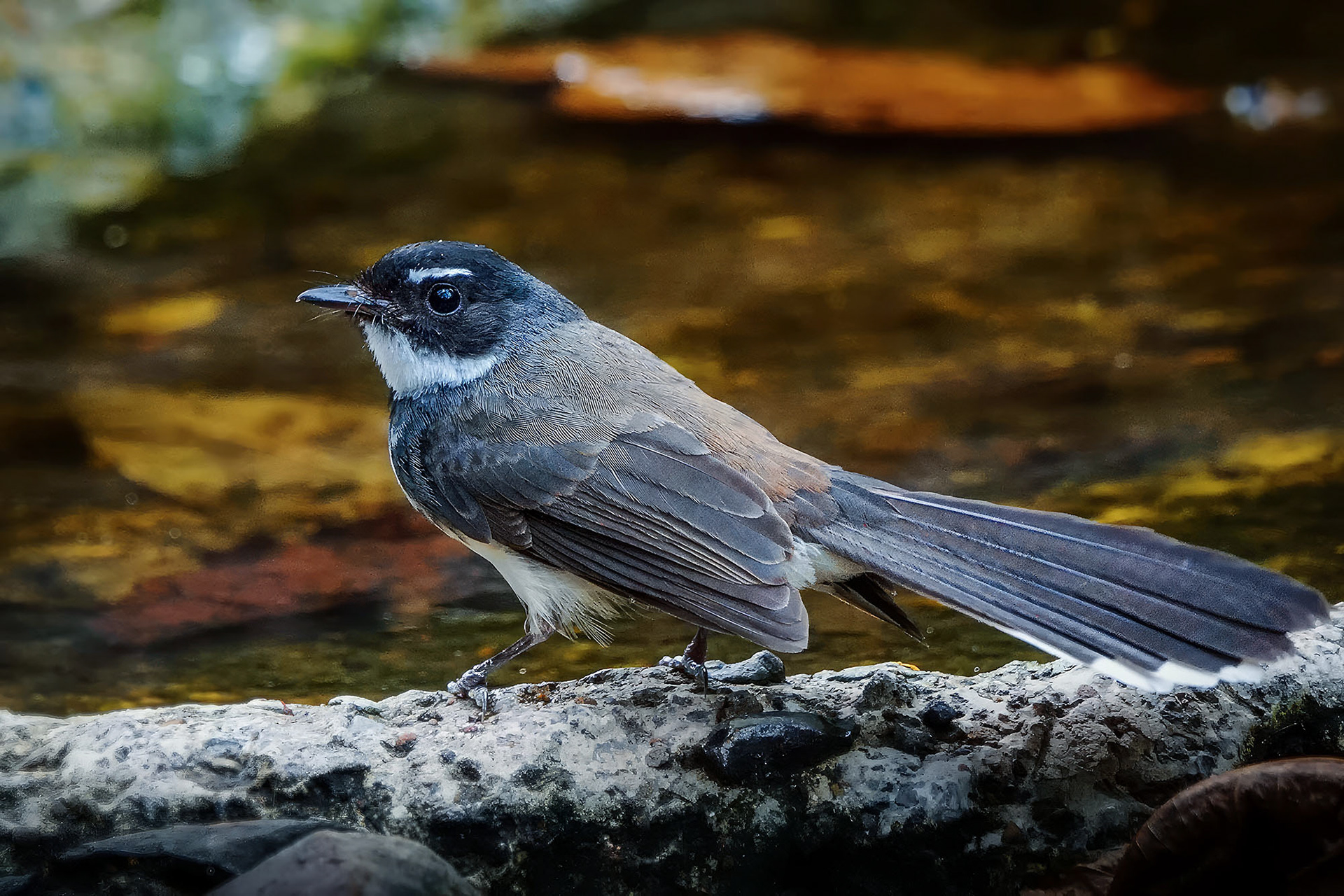 Malaienfächerschwanz