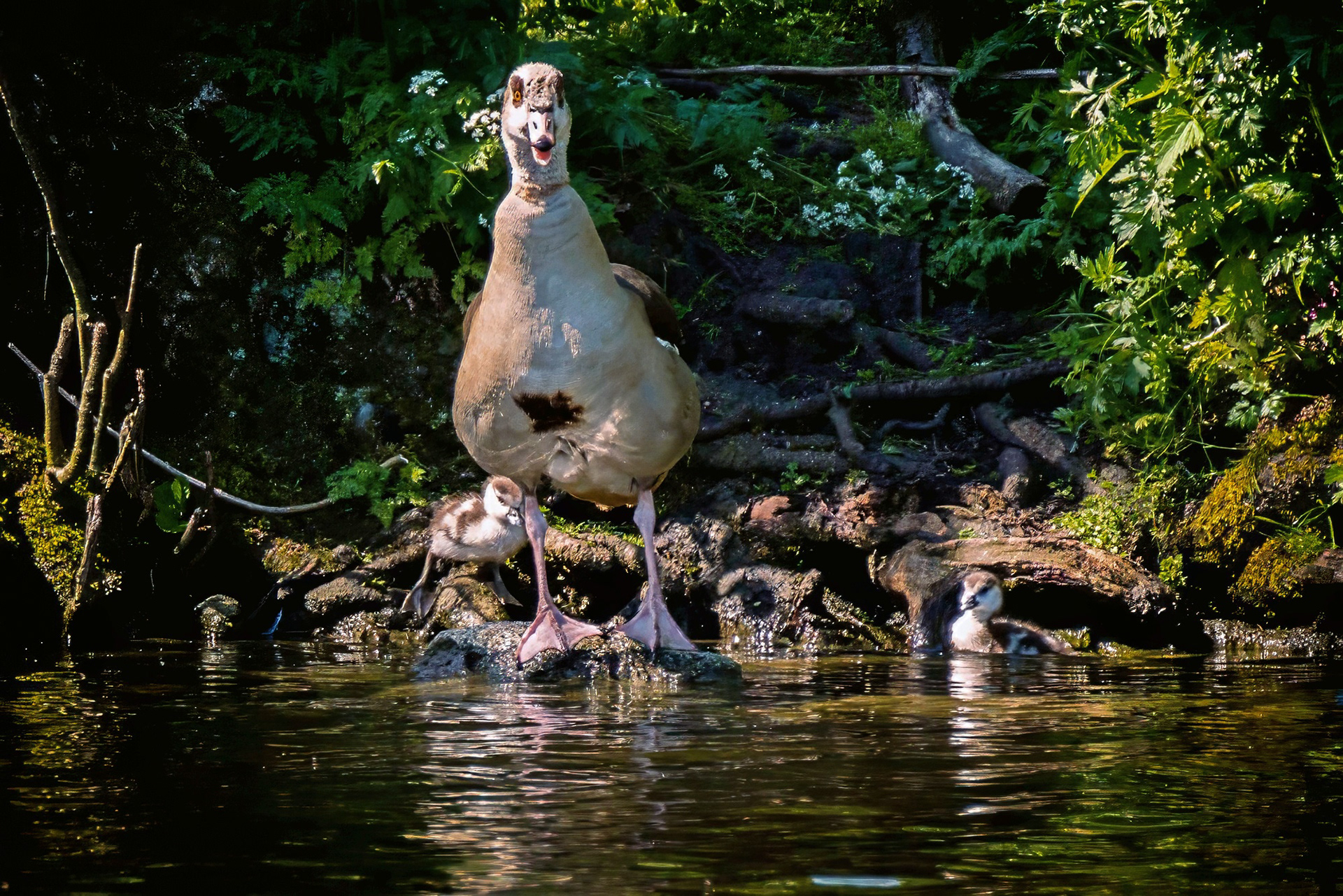 Nilgans mit Jungen