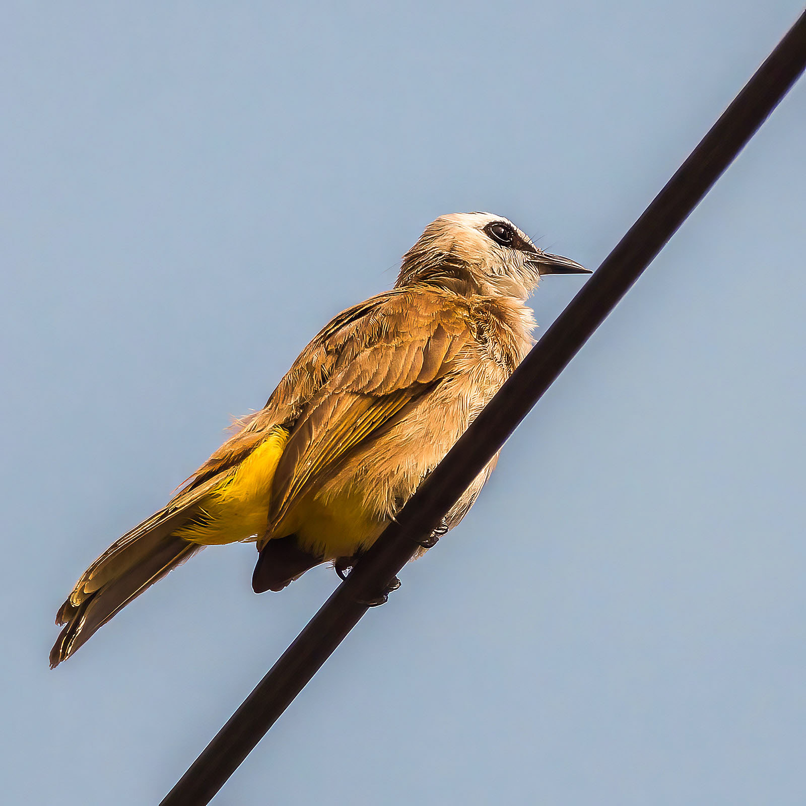 Schwarzzügelbülbül