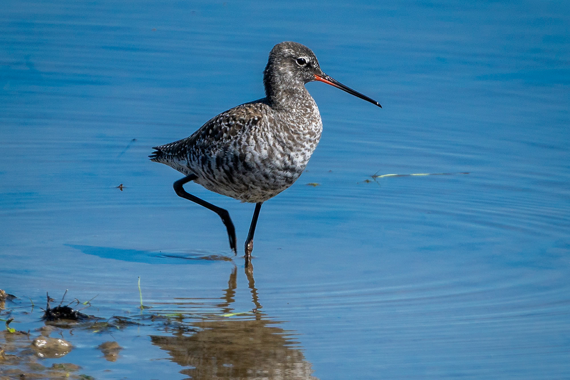 Dunkler Wasserläufer, Brutkleid