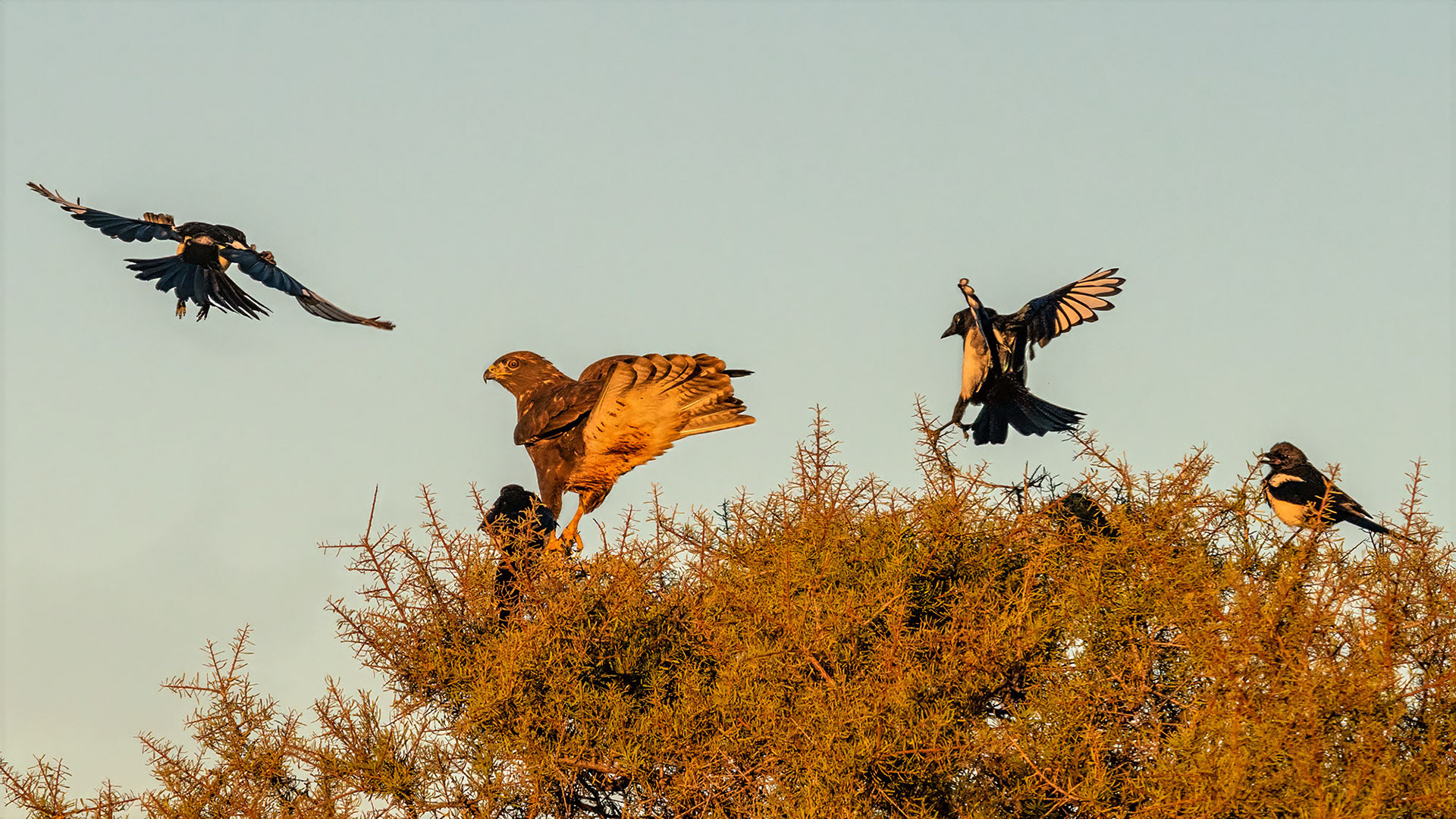 Elstern attackieren Mäusebussard