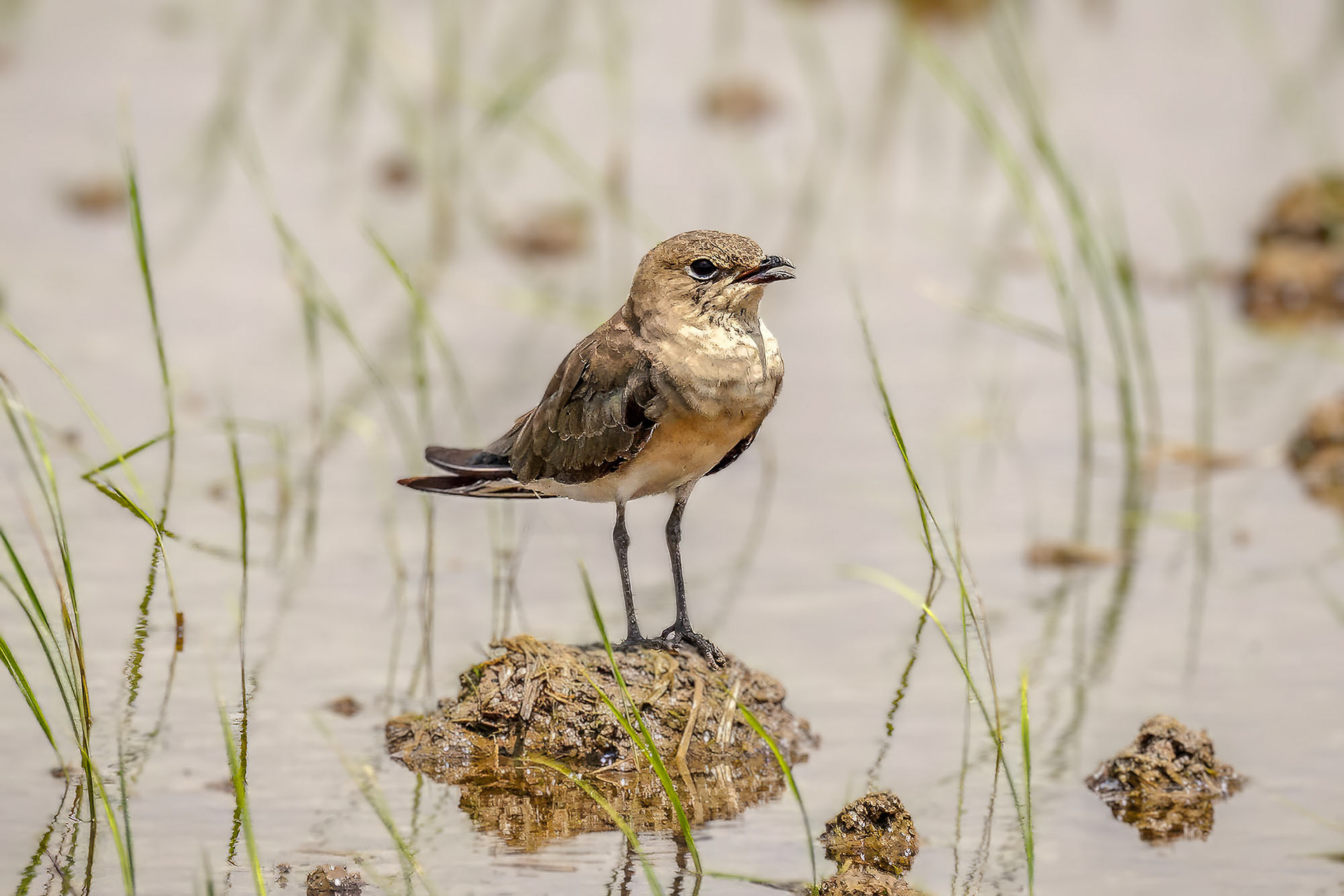 Orientbrachschwalbe (juvenile) /  oriental pratincole