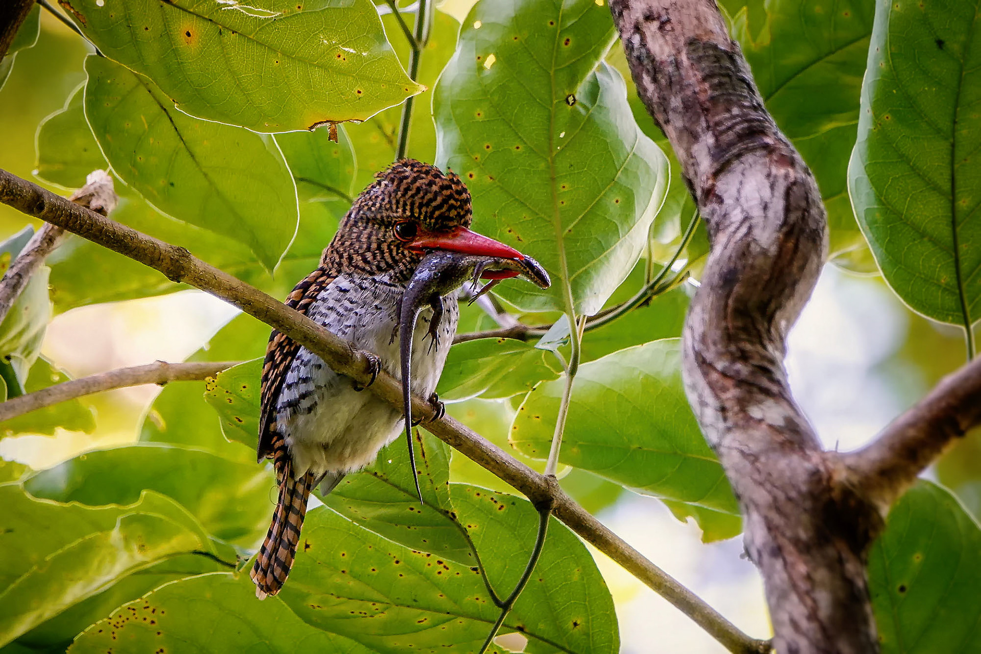 female