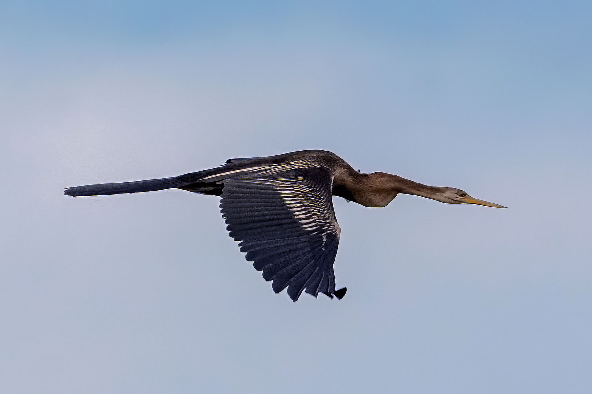 Orient-Schlangenhalsvogel  / Oriental darter