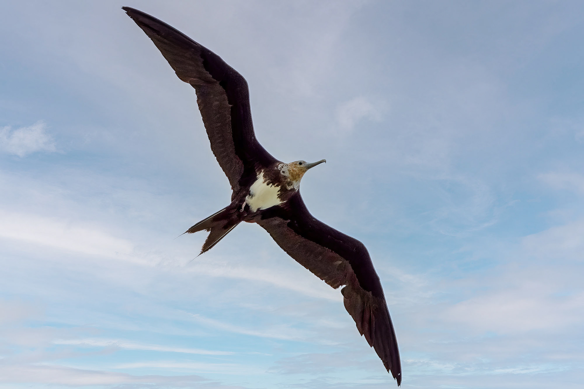 juvenile