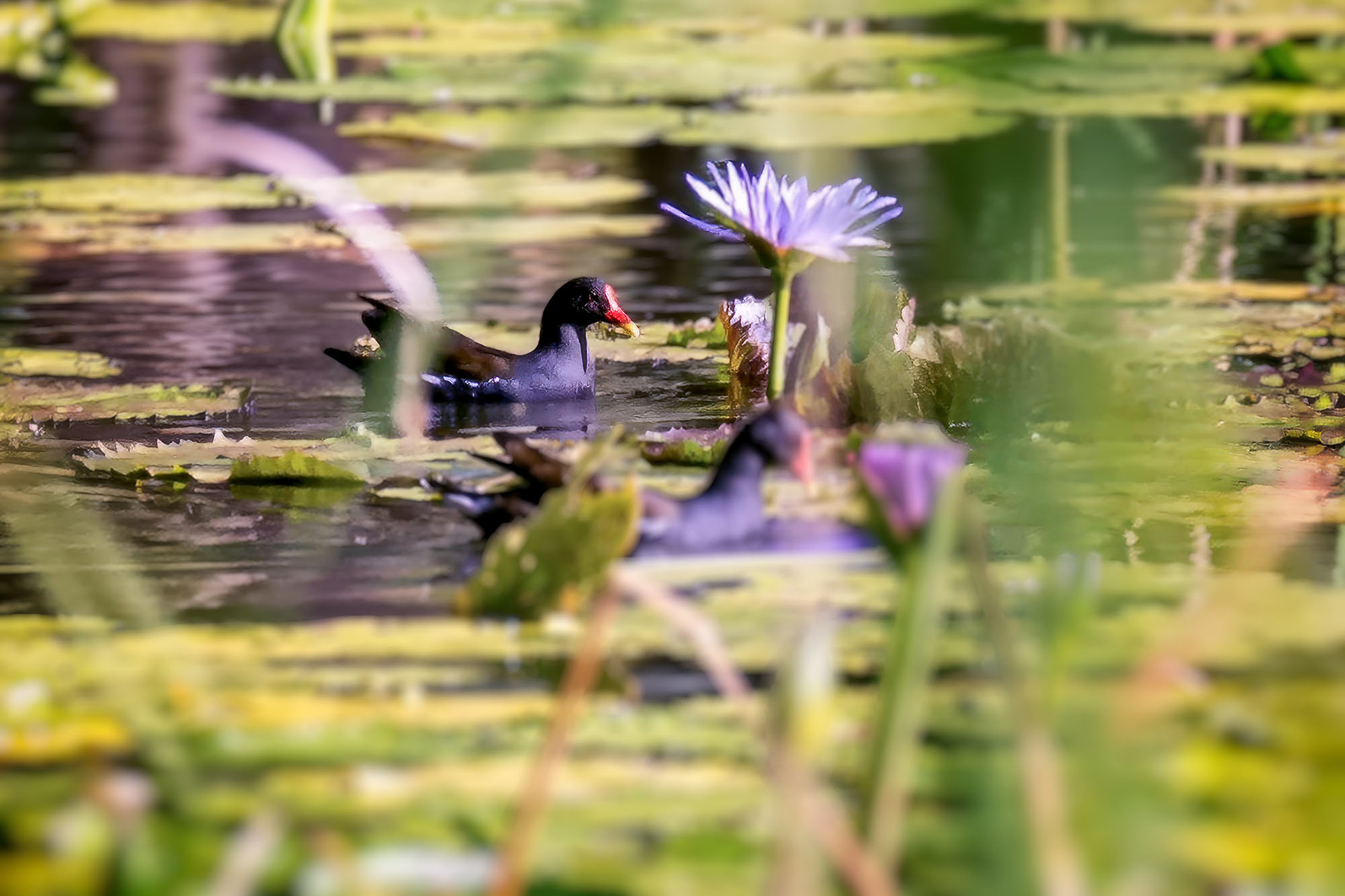 Teichhuhn, Teichralle / common moorhen