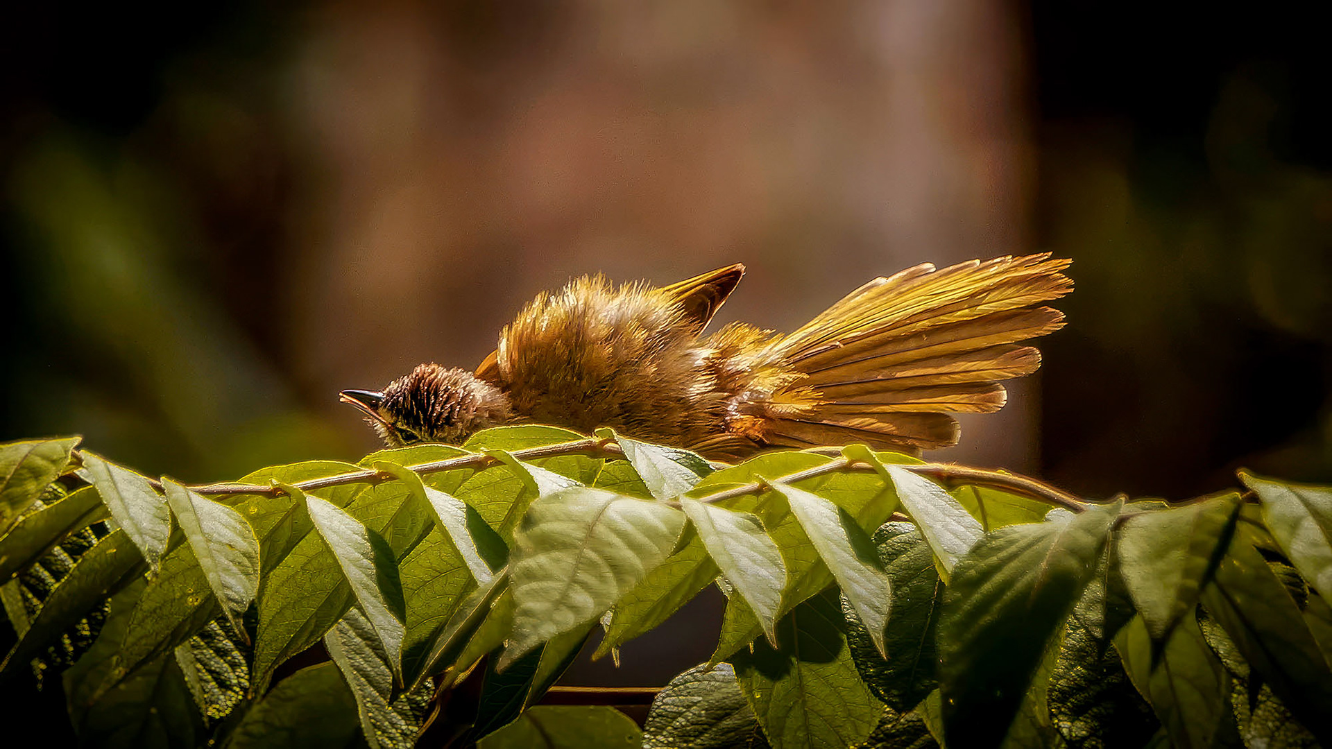 Gelbwangenbülbül beim Sonnenbad nach einem kräftigen Regenschauer