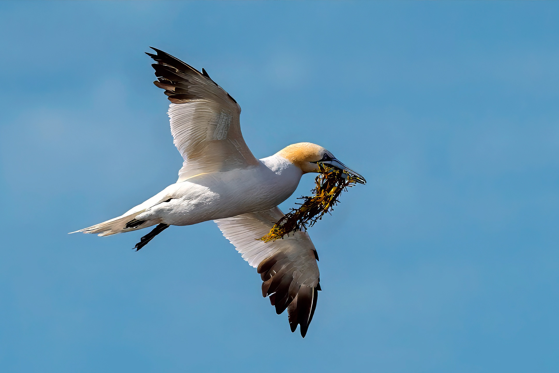 Basstölpel sammelt Nistmaterial