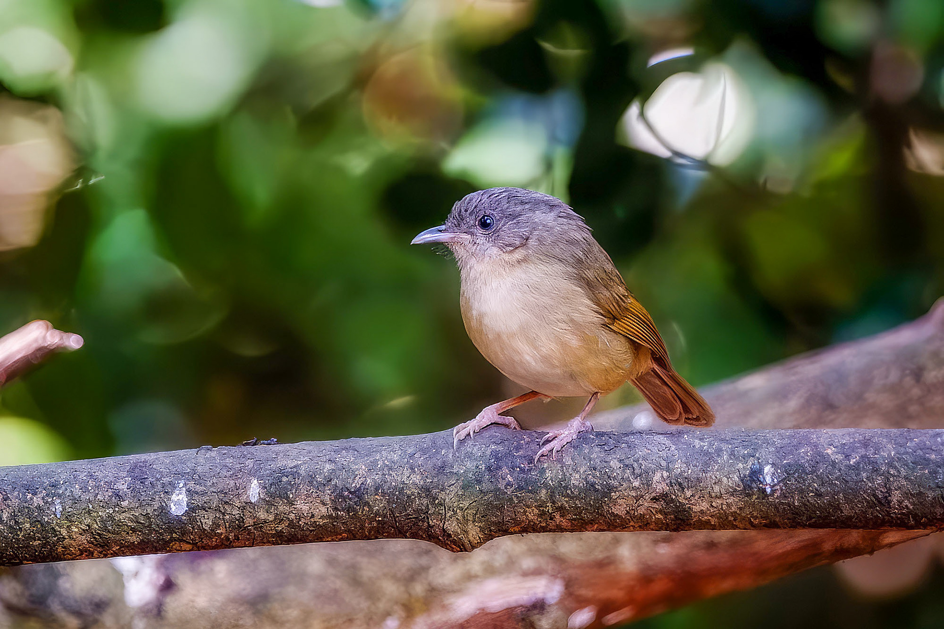 Graukopfalcippe / Brown-cheeked Fulvetta