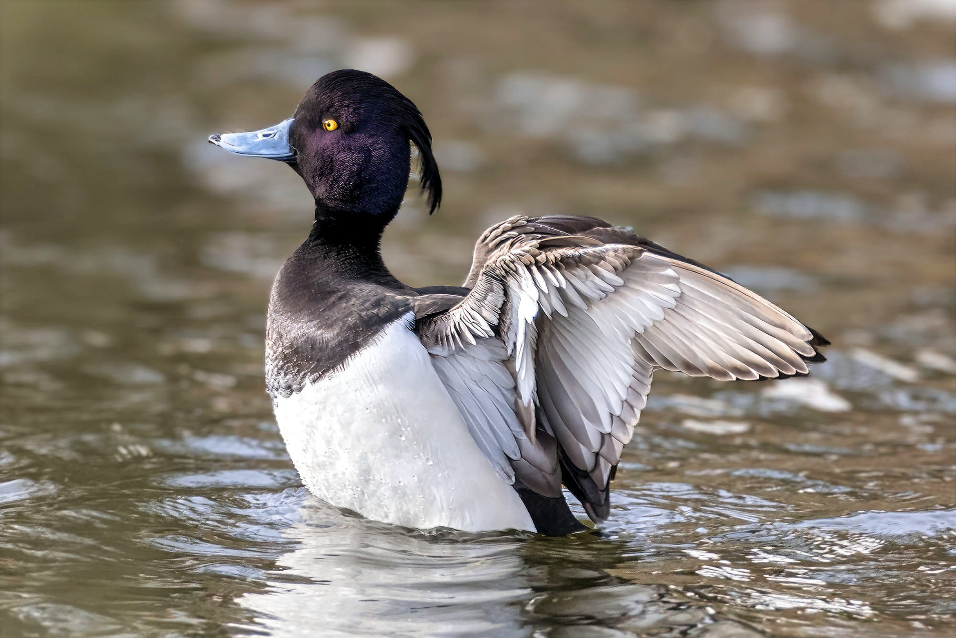 Reiherente, male