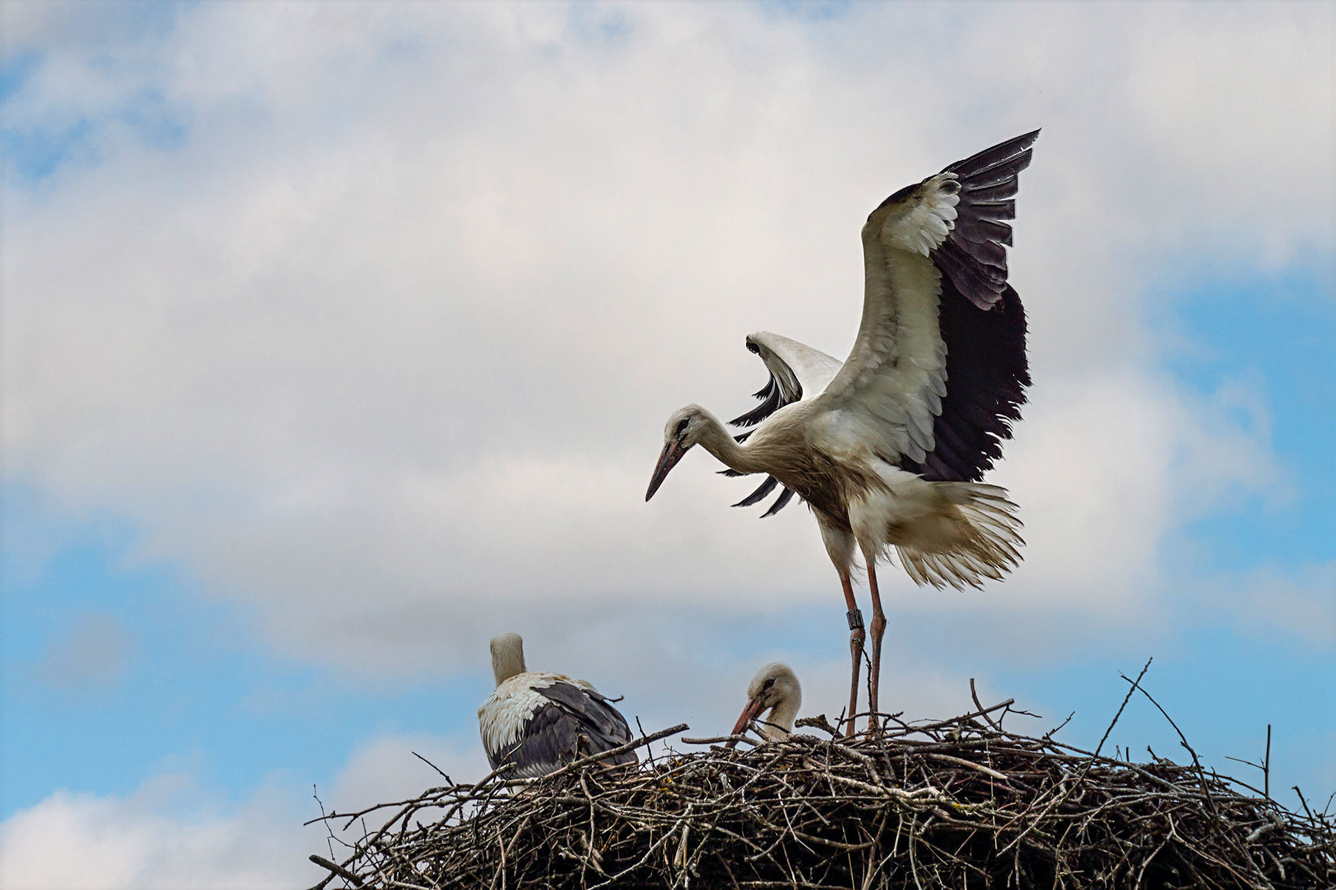Weißstorch, juvenile