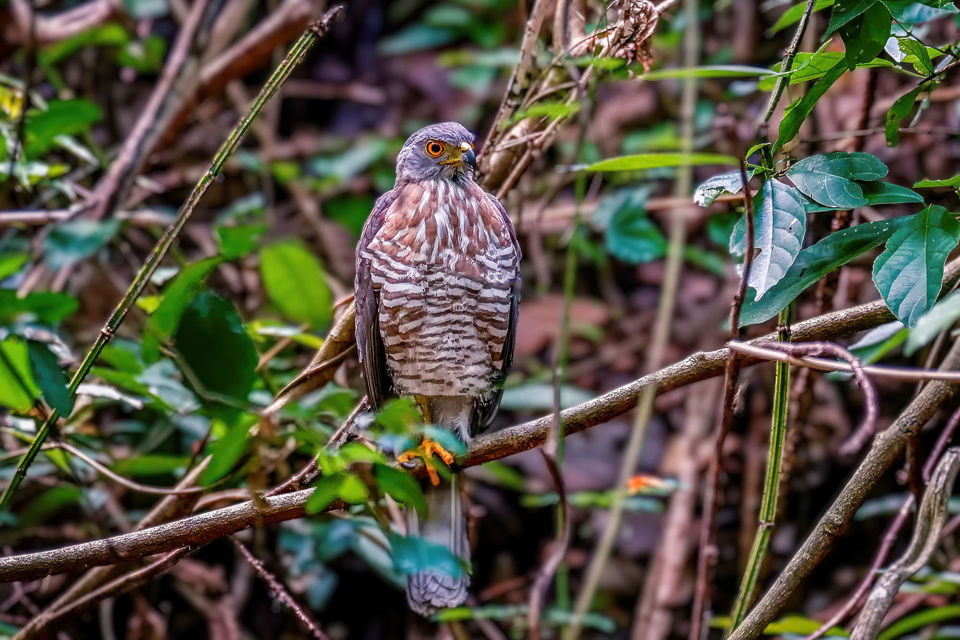 Schopfhabicht / Crested Goshawk