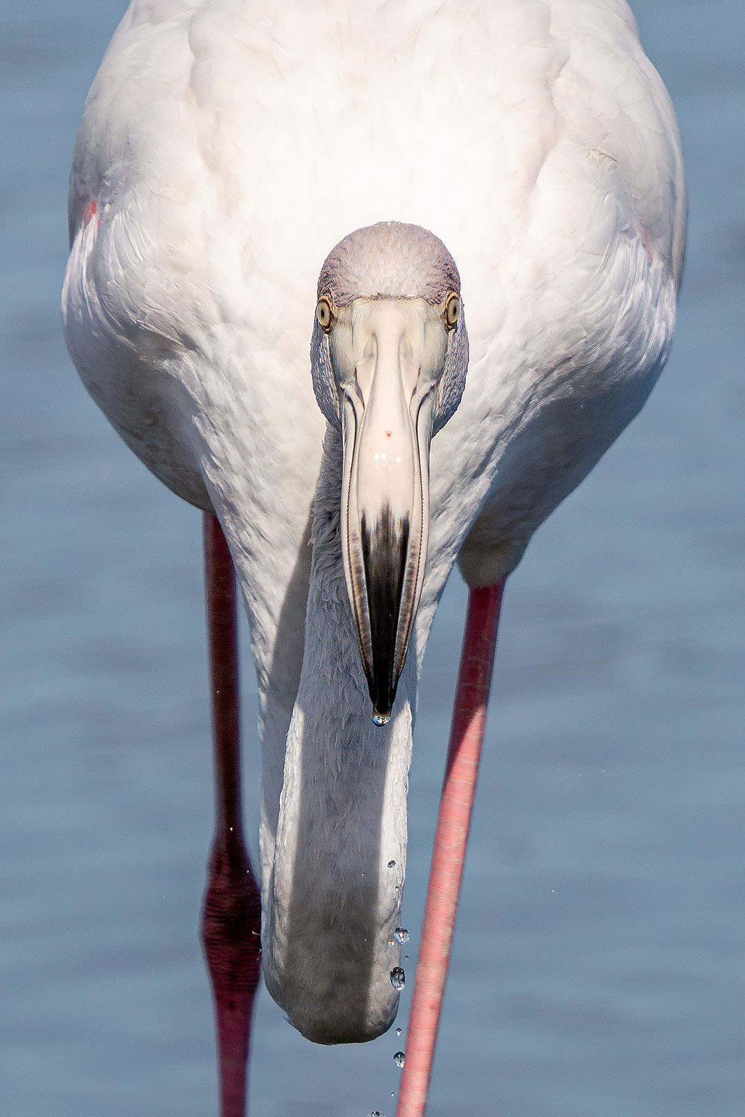 Juvenile